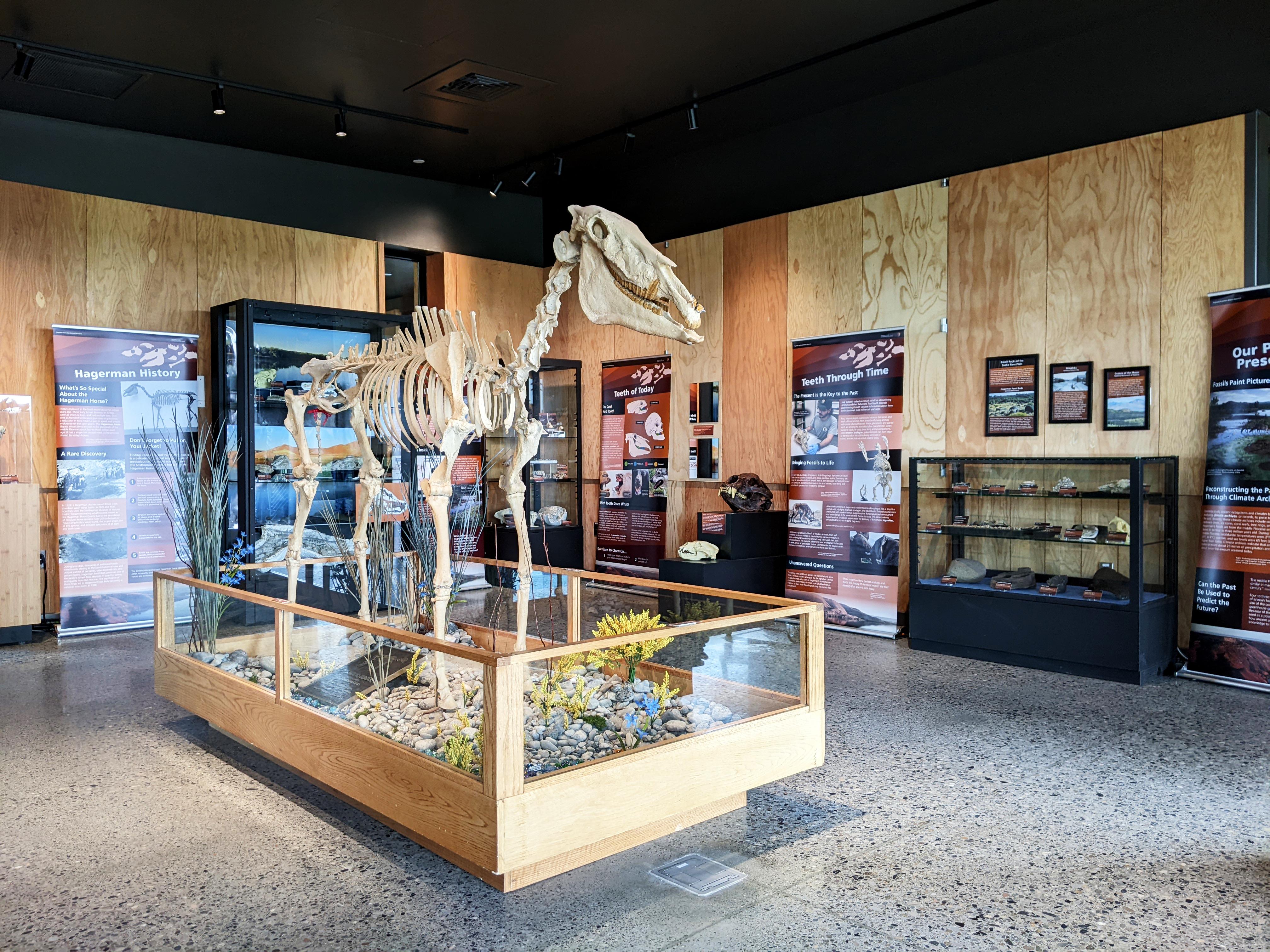 A fossil horse stands in the center of a room filled with posters and display cases