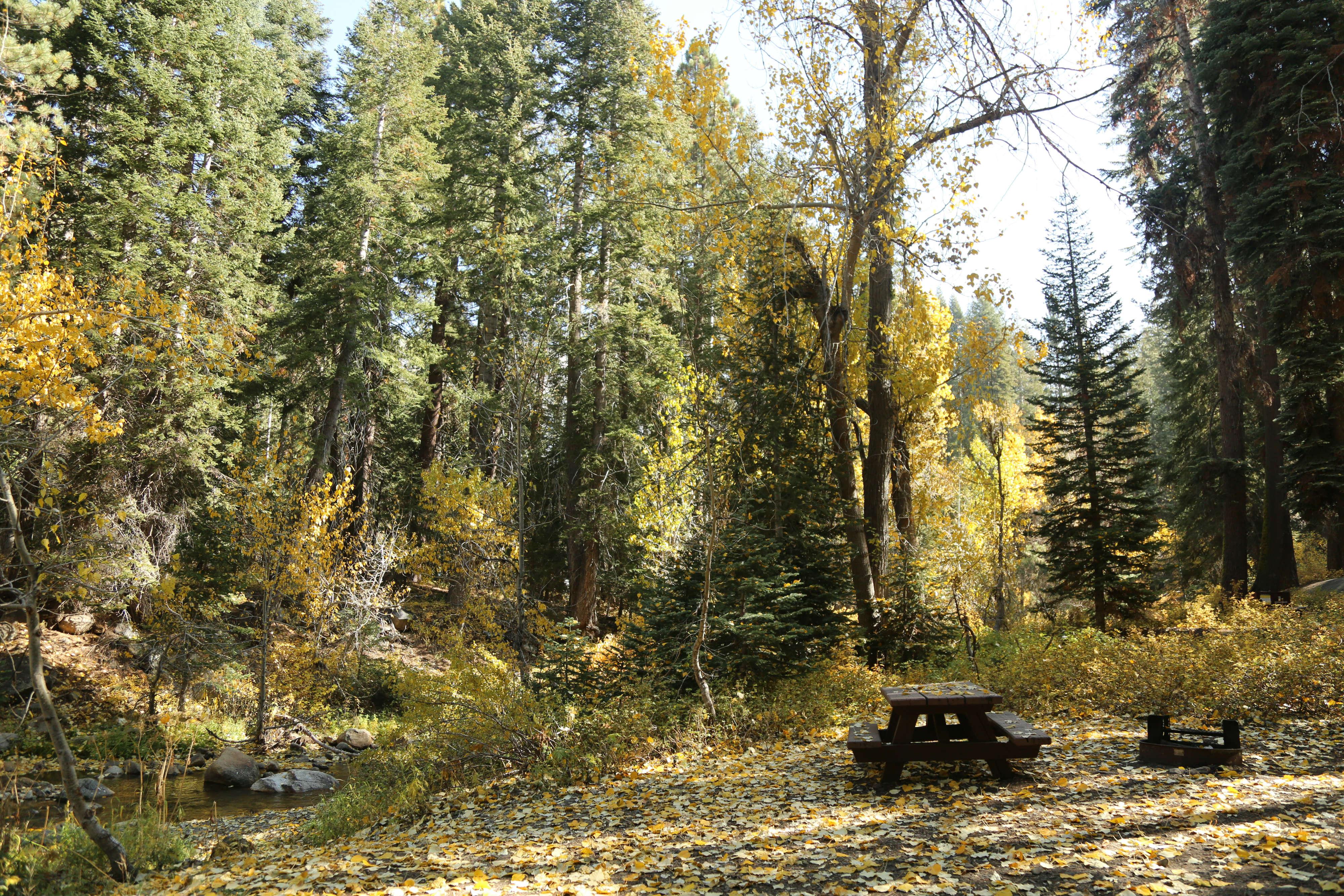 A picnic table and fire ring near trees