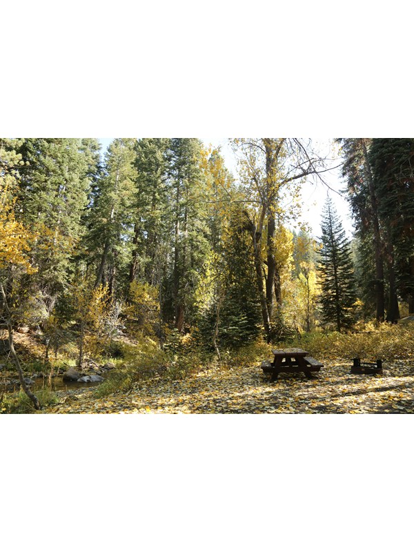 A picnic table and fire ring near trees