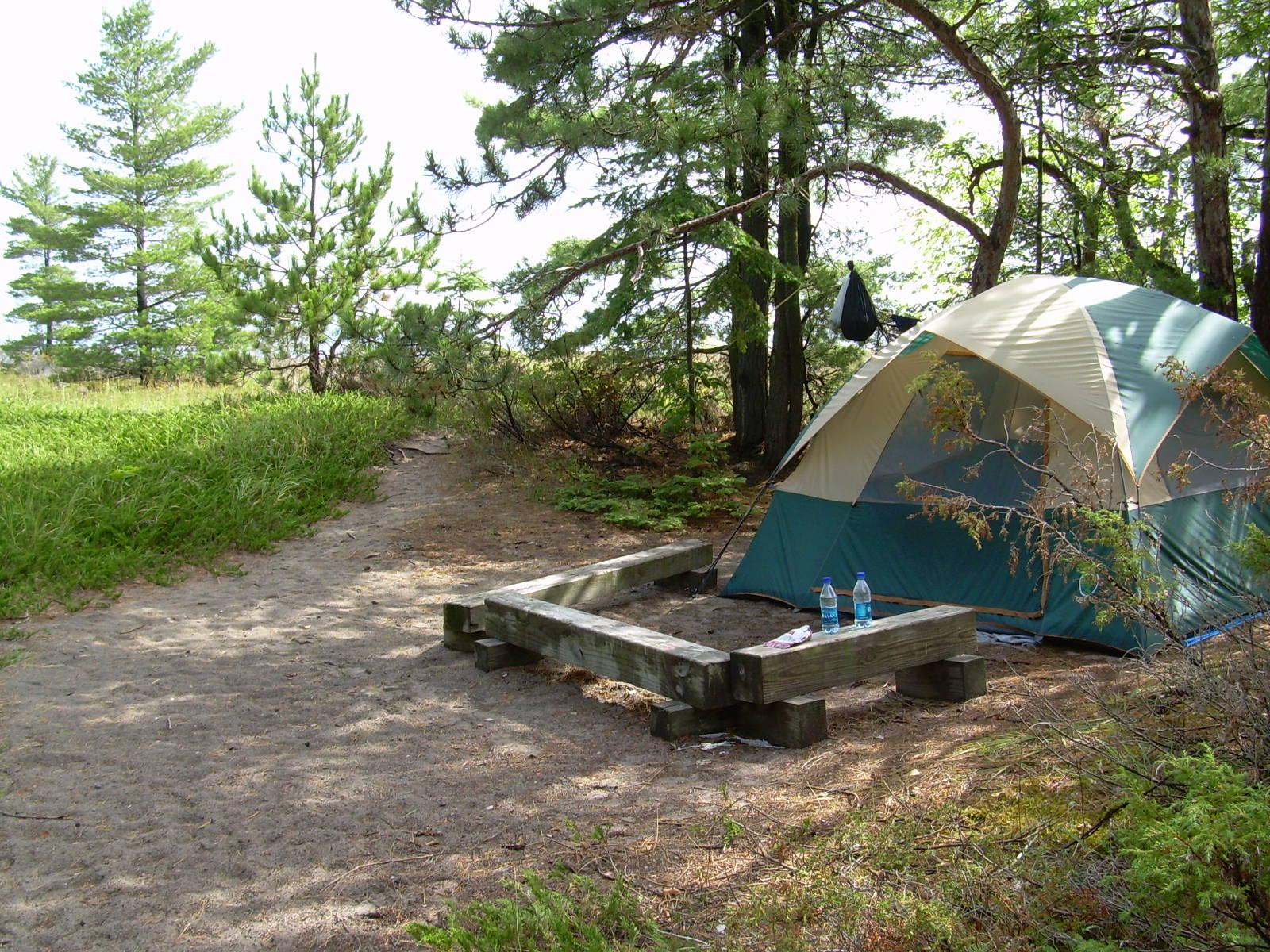 Tent on sand surrounded by conifer trees and grasses.