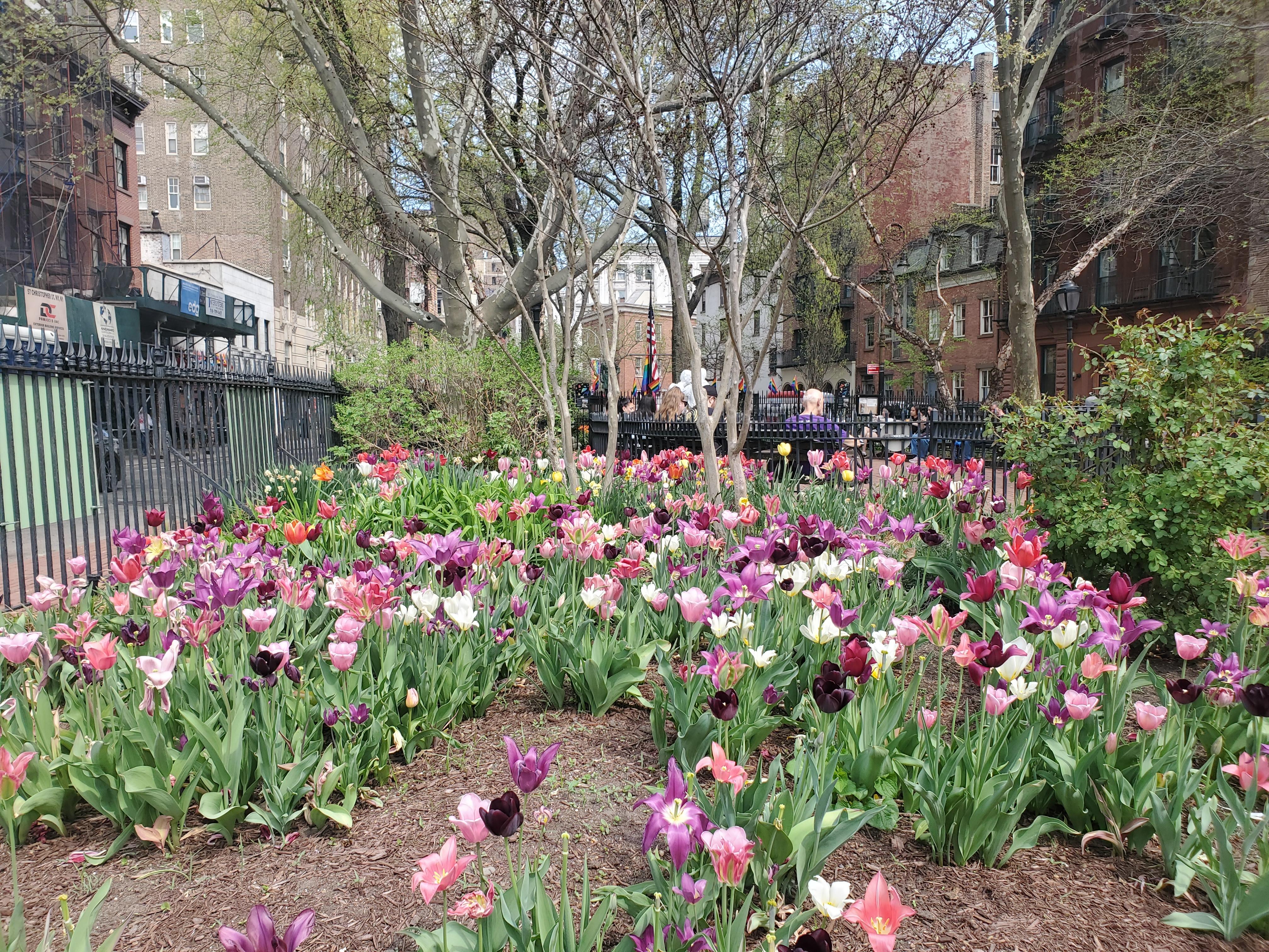Pink, purple and white tulips blooming in a park