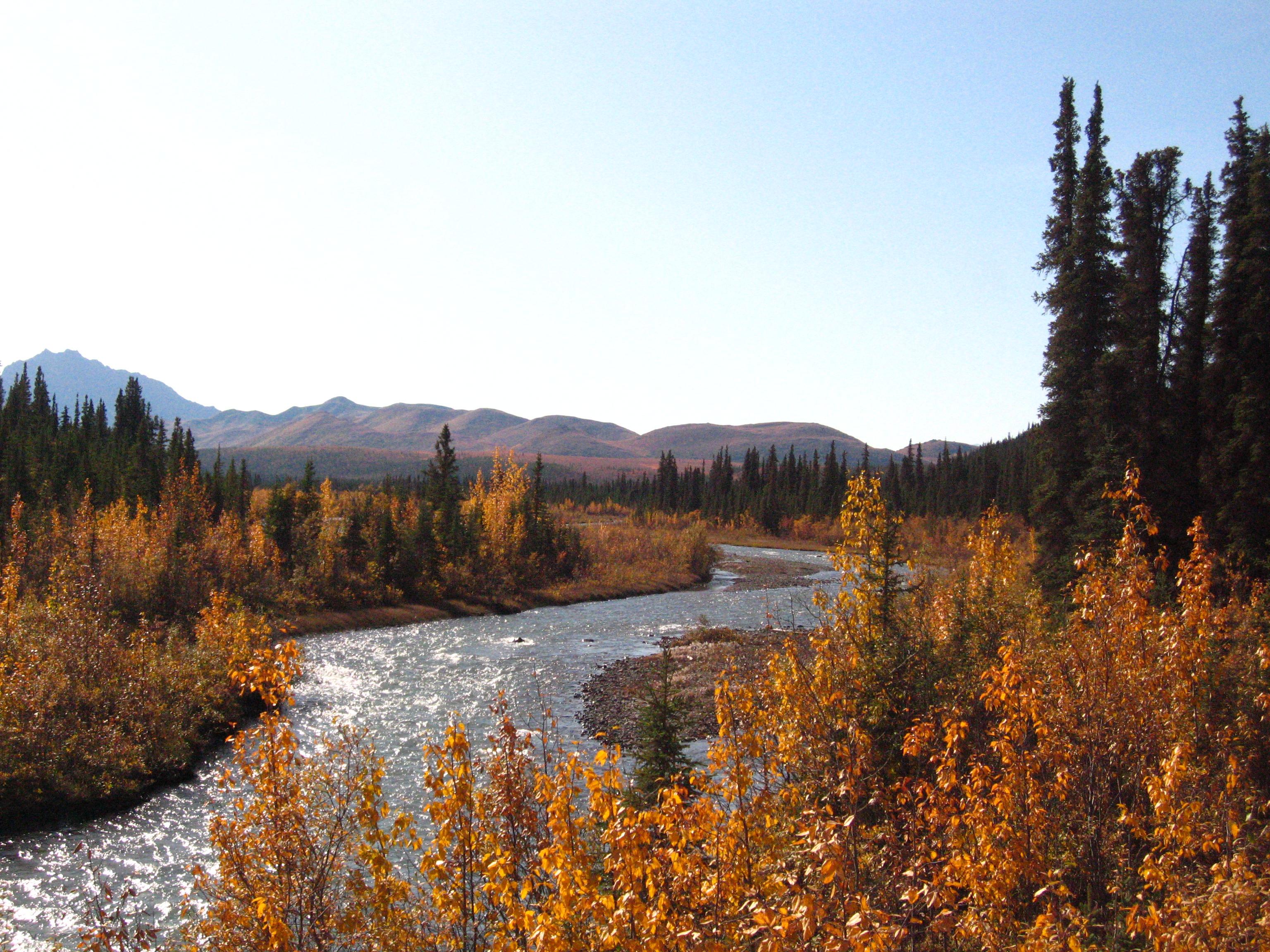 a wide, shallow river flowing through a brushy forest