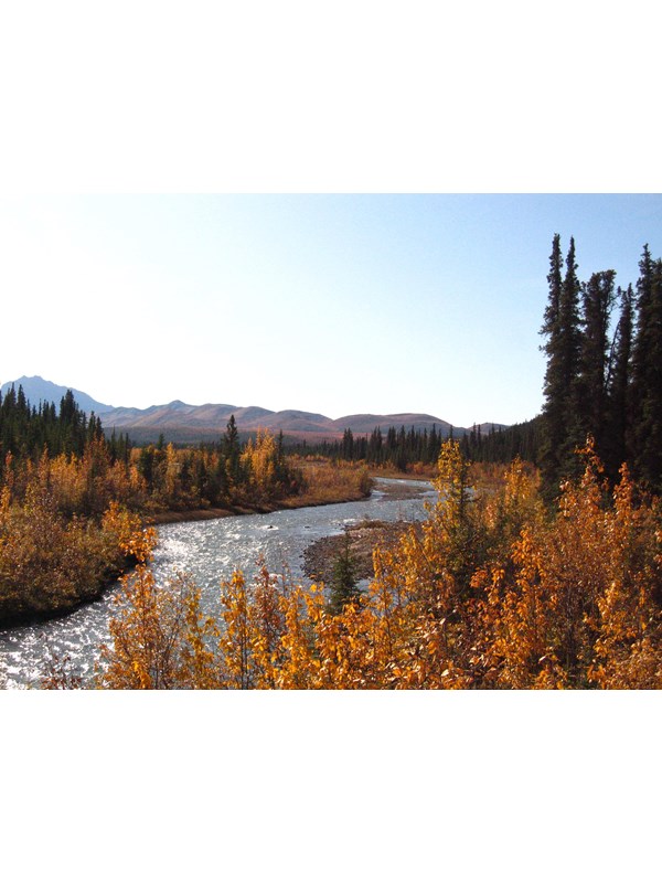 a wide, shallow river flowing through a brushy forest