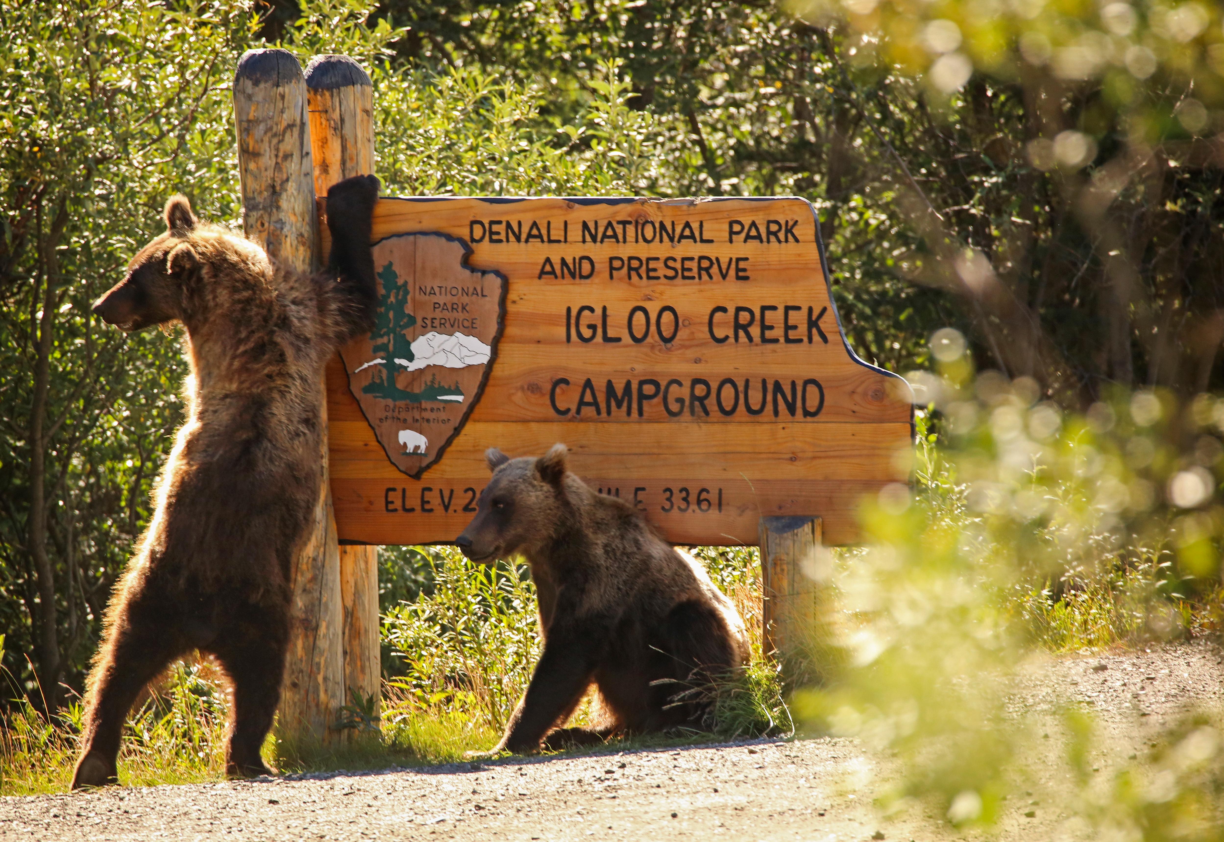 two brown bears scratching at a large wooden sign that reads "Igloo Creek Campground"