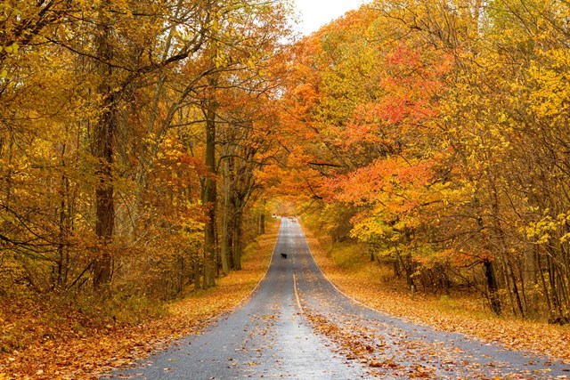American Black Bear crossing Skyline Drive