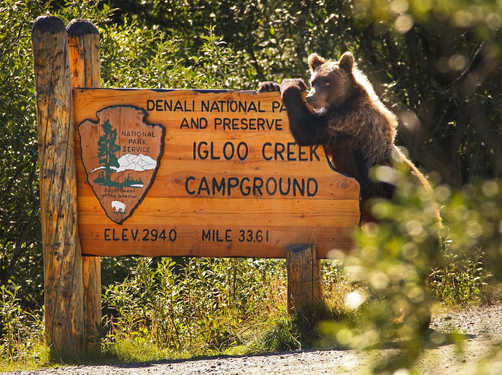 A grizzly on its hind legs leaning on a large wooden sign that reads "Igloo Creek Campground"