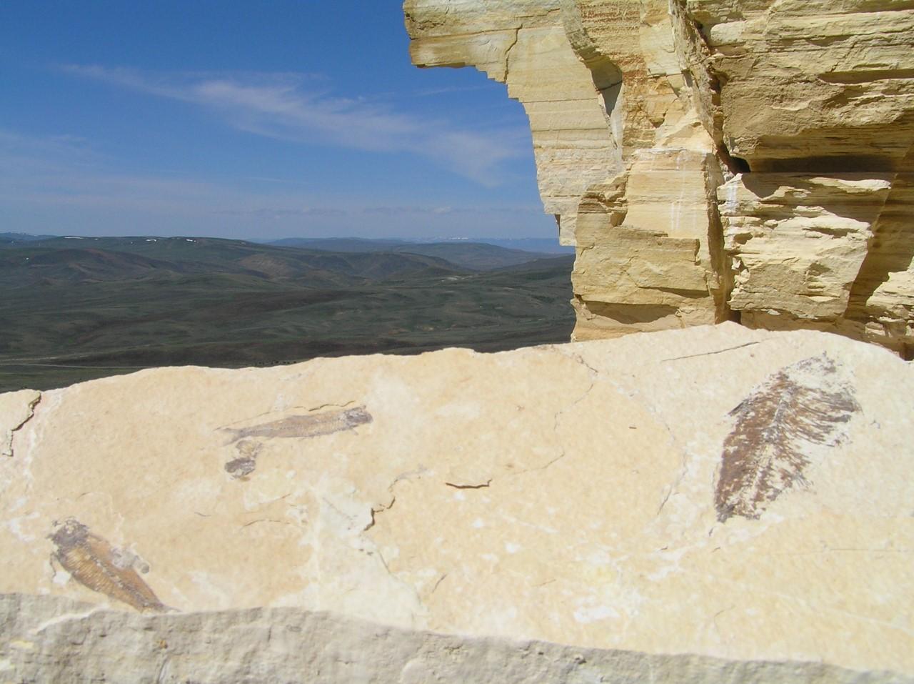 Fish fossils, Knightia eocaena, exposed near cliff