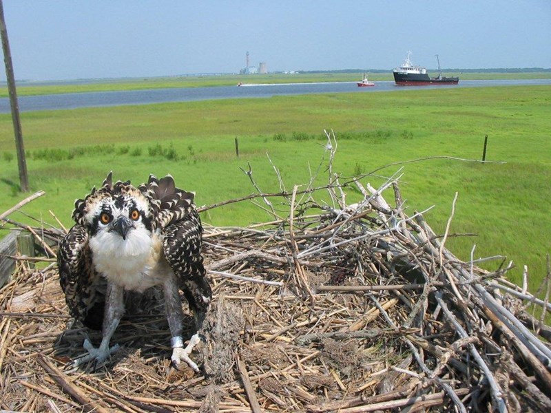 Tuckahoe Osprey Medium sized Osprey in a next along the river