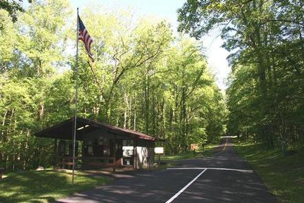 Sunlit trees behind the campground office with the flag raised