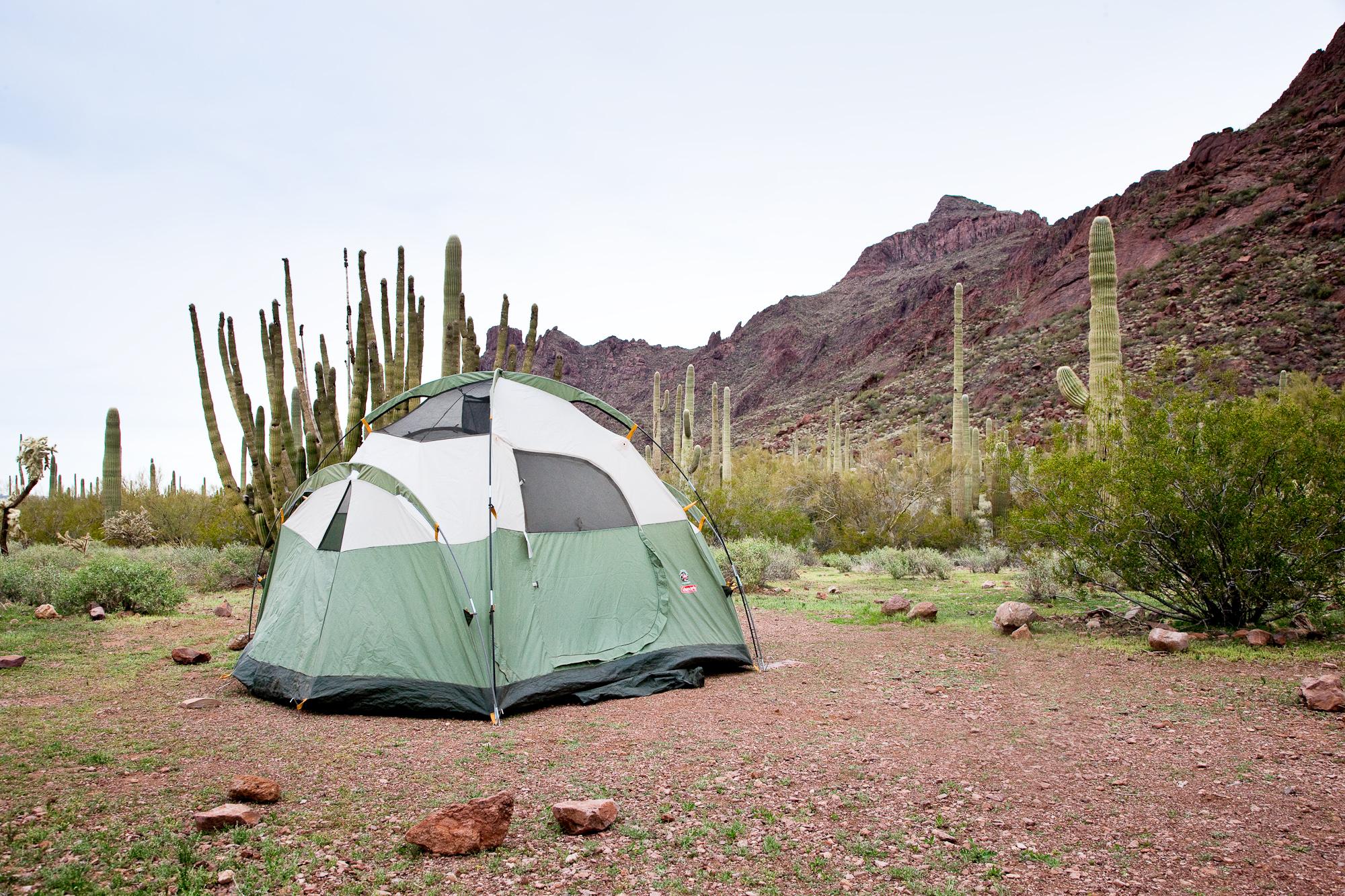 tent pitched on the ground at alamo canyon in front of saguaro and organ pipe cacti