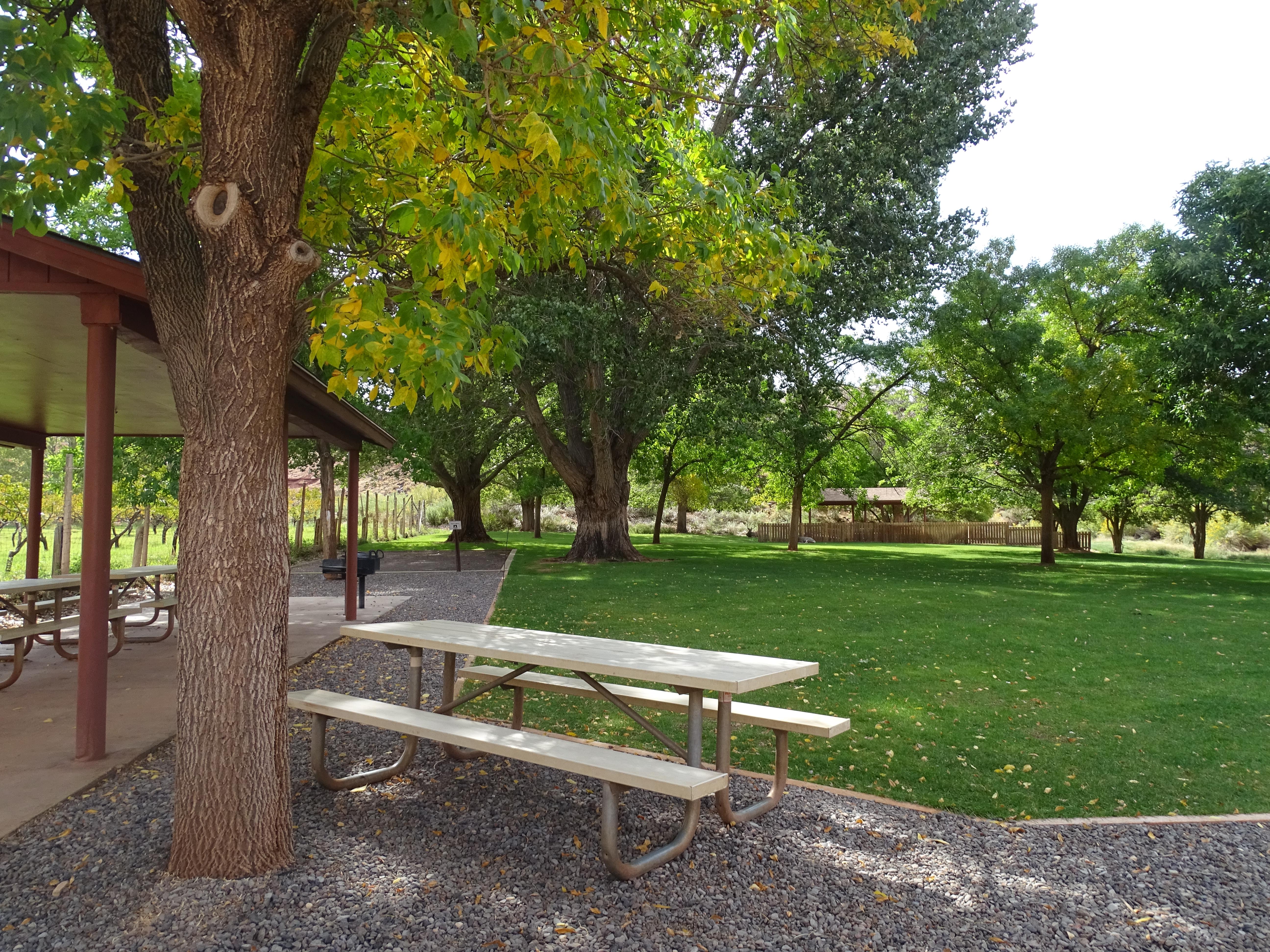 A grassy area shaded by tall trees with covered areas for picnic tables.