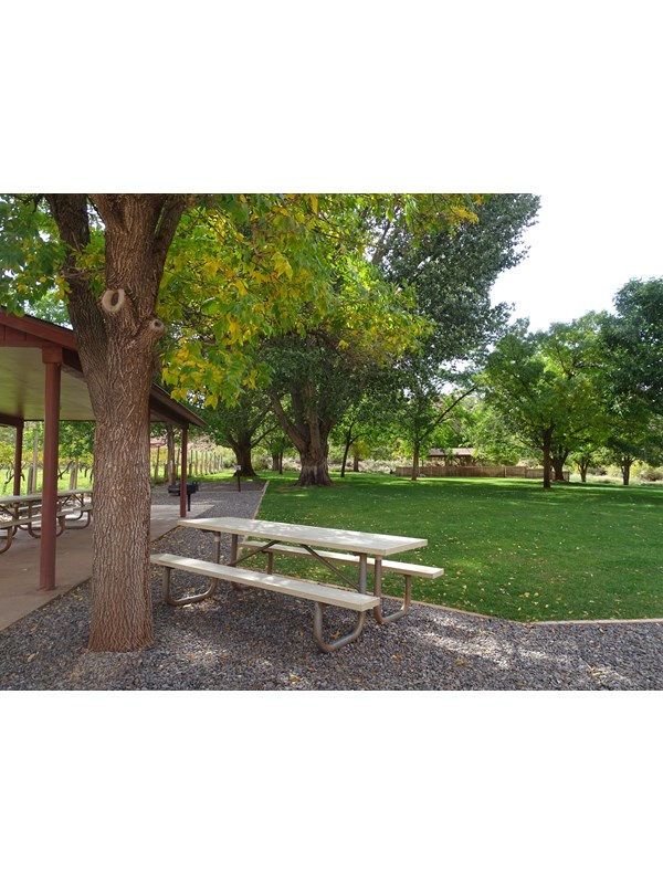 A grassy area shaded by tall trees with covered areas for picnic tables.