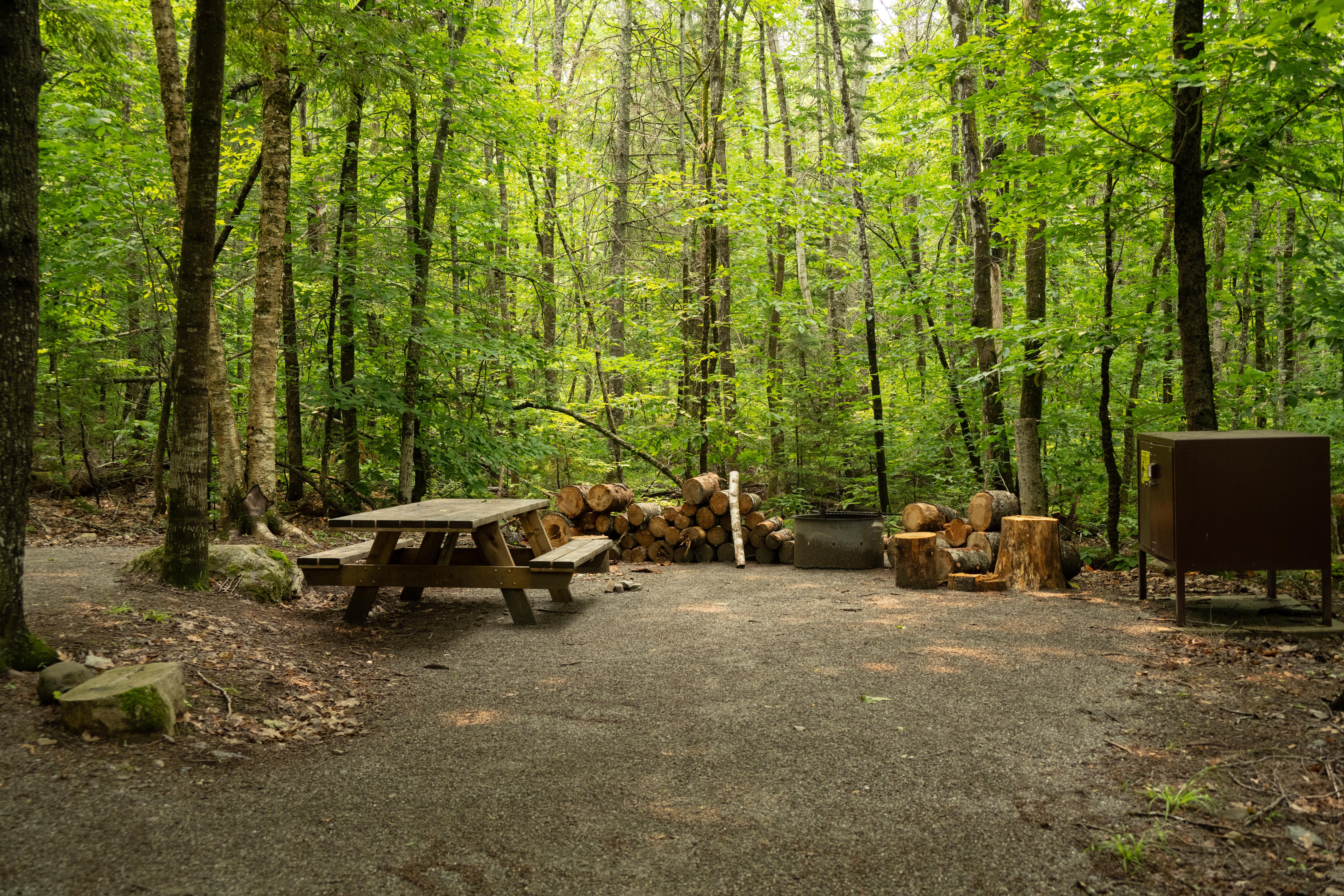 A campsite with metal fire ring, picnic table, and bear box within a forest.