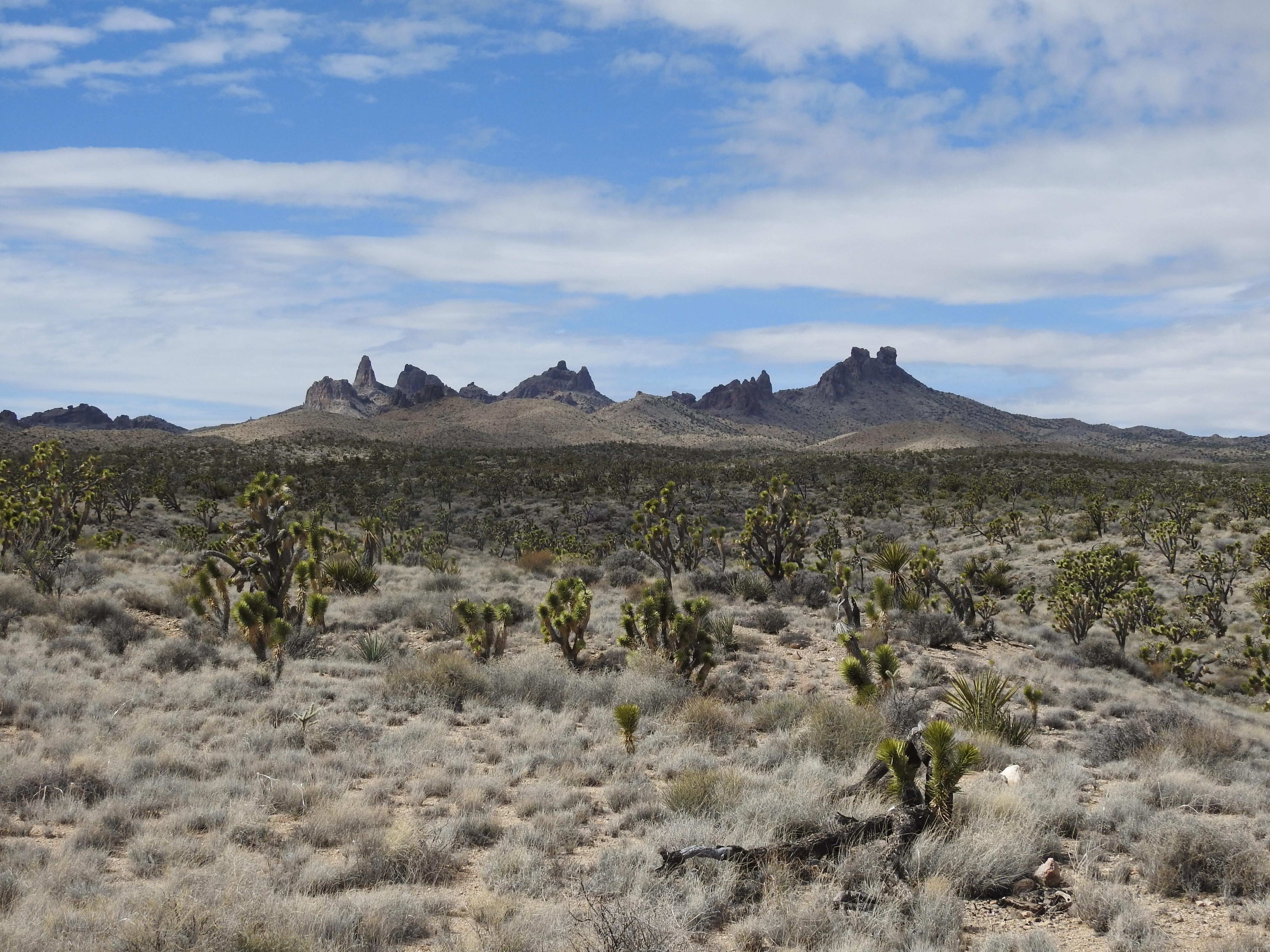 Foreground is desert greenery. The isolated spires of the Castle Peaks rise up in the background
