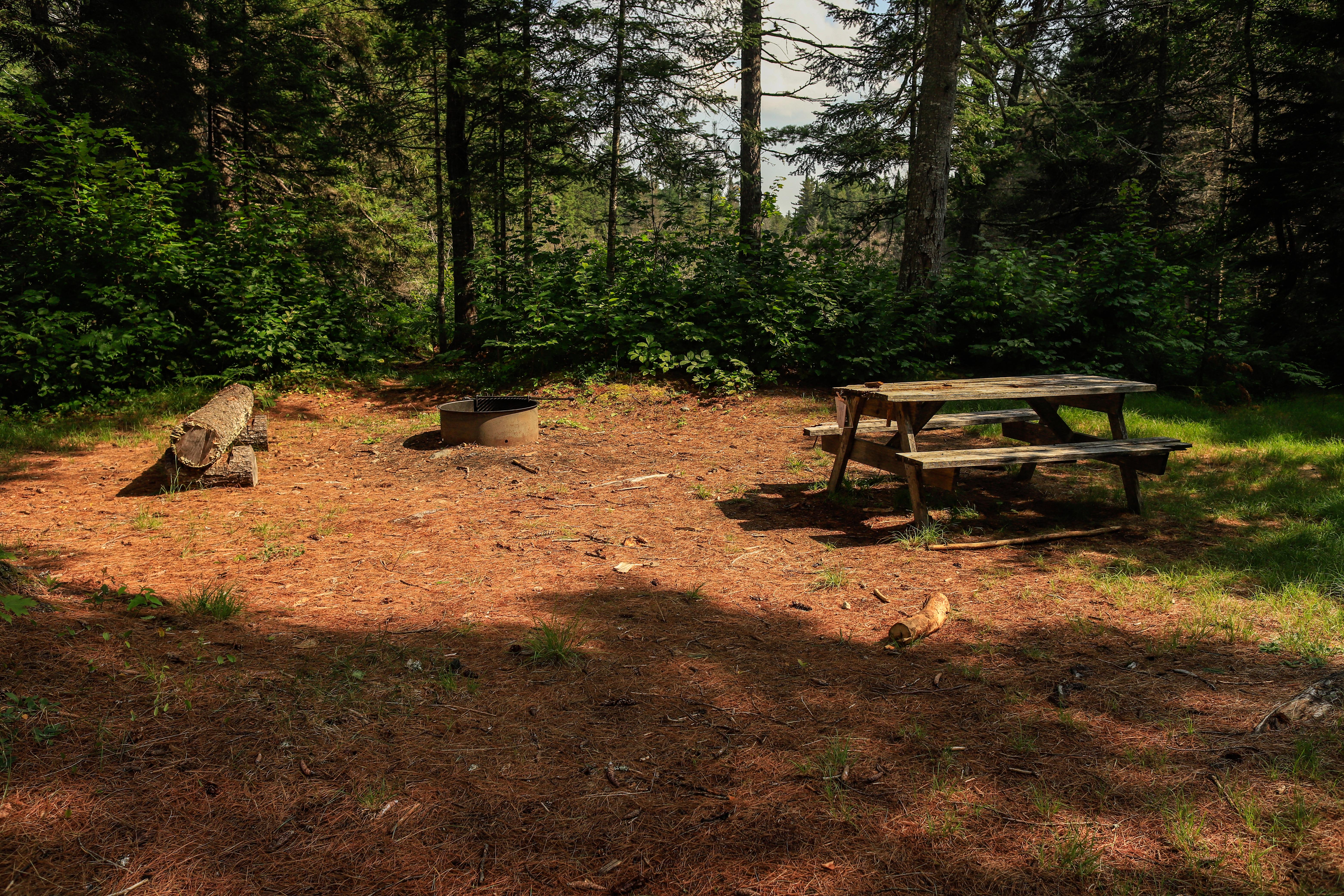 A mulchy clearing in the woods with a picnic table, firepit and log bench