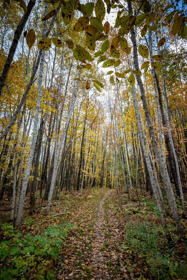 Photograph of autumn forest scene with dirt trail littered with colorful leaves leading into forest,