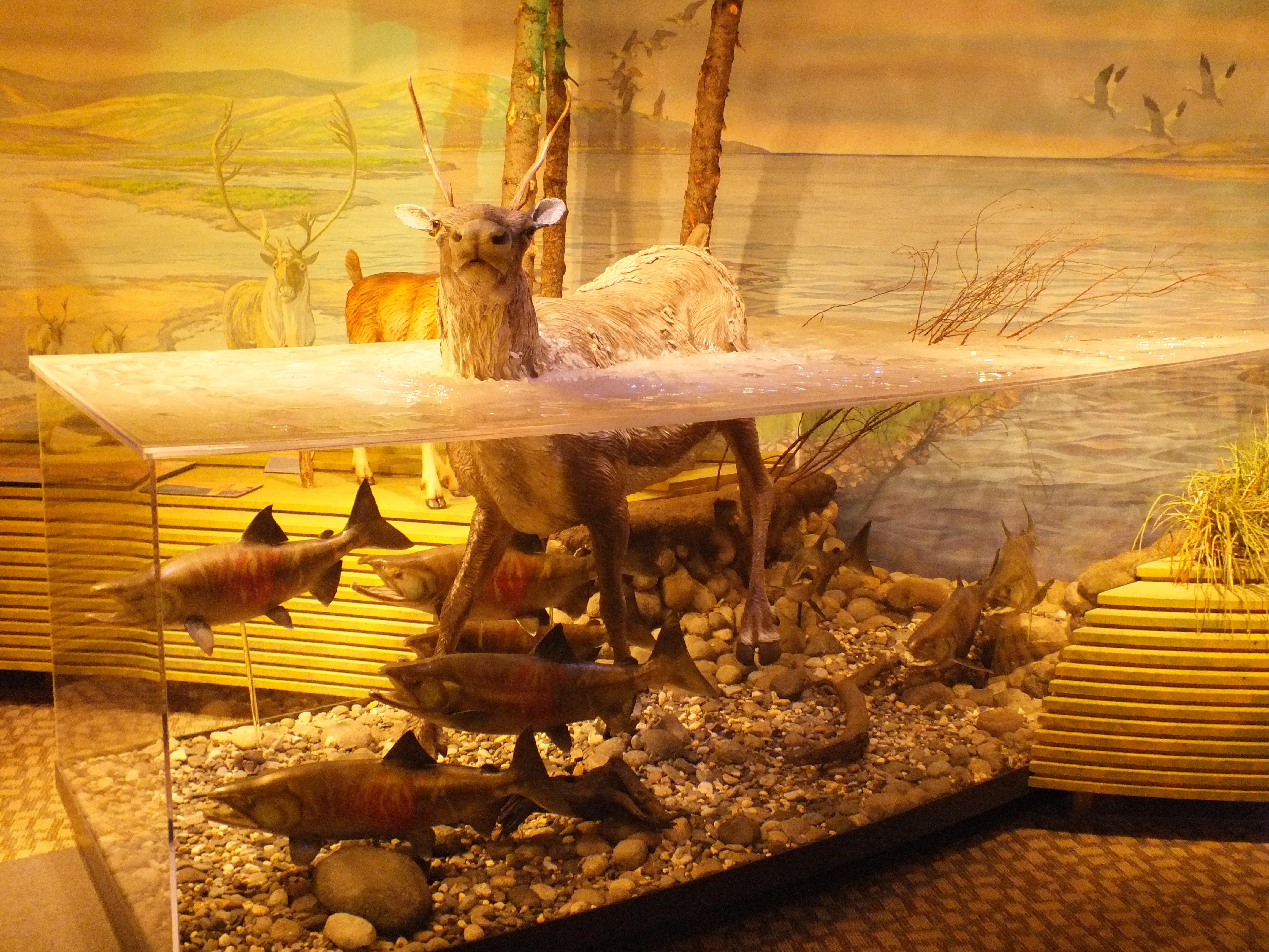 caribou crossing river display in museum