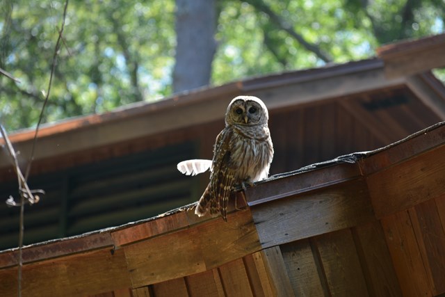 An owl perched on a wooden building