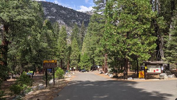A paved road through a campground forms a "Y," bordered by fir trees. Two signs can be seen.