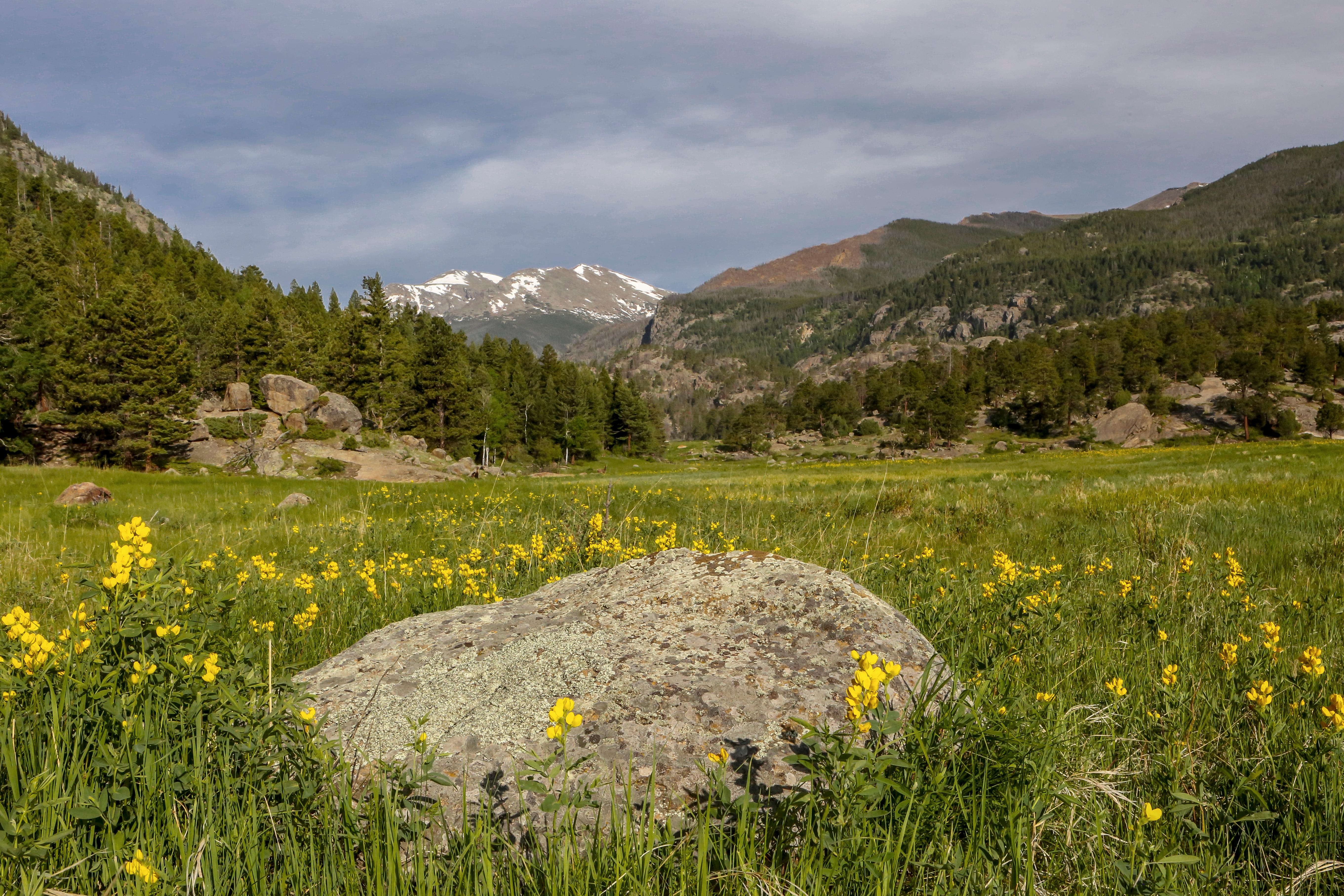 Golden Banner wildflowers are in bloom in an open meadow