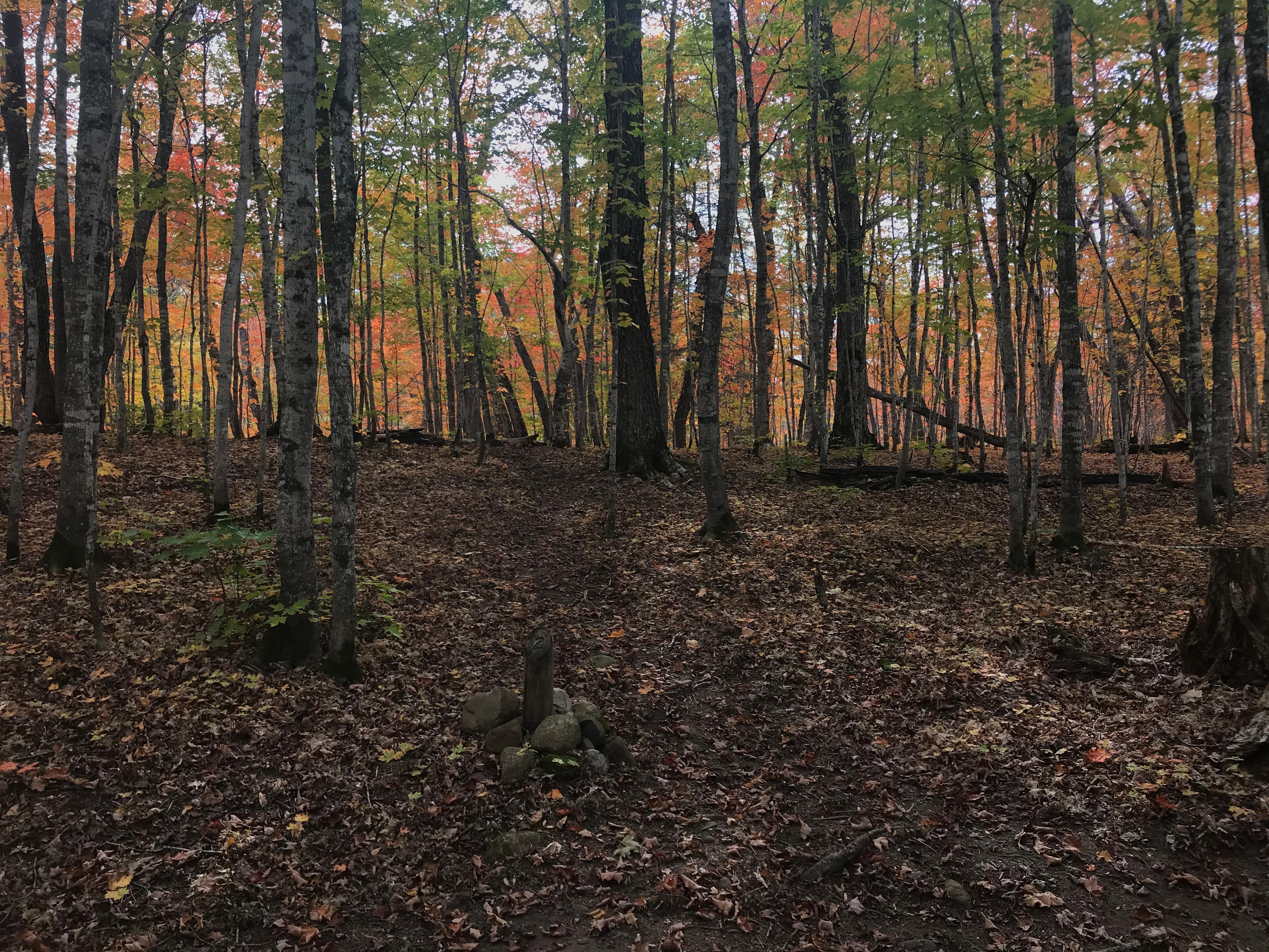 A small clearing covered in leaves surrounded by trees in fall color.