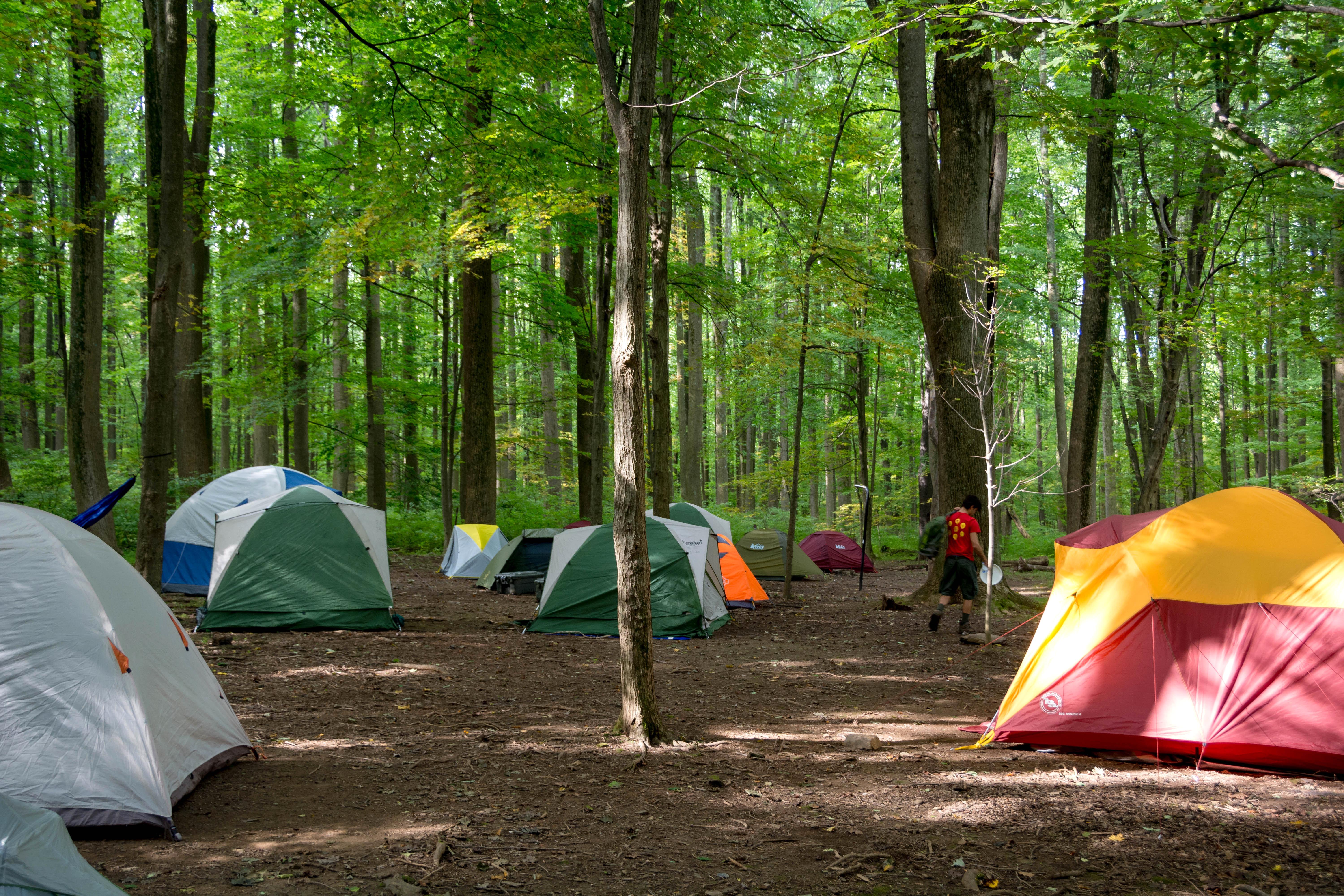Numerous tents set up under forest canopy
