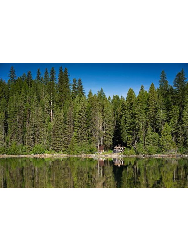 small rustic cabin and tent on lakeshore surrounded by tall conifers