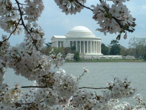 The Thomas Jefferson Memorial with flowering trees in the foreground