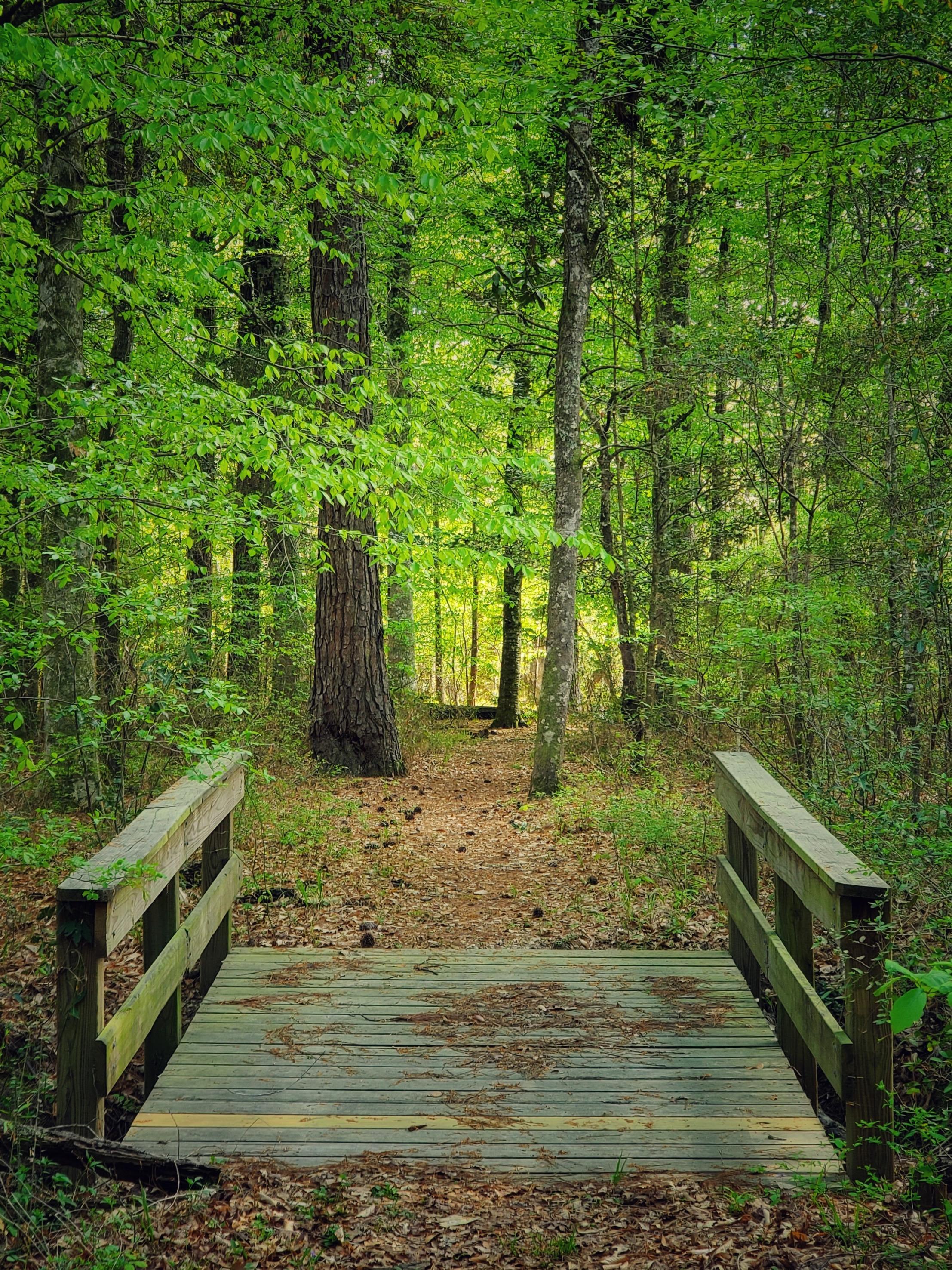 A small wooden bridge on a trail through dense woods.