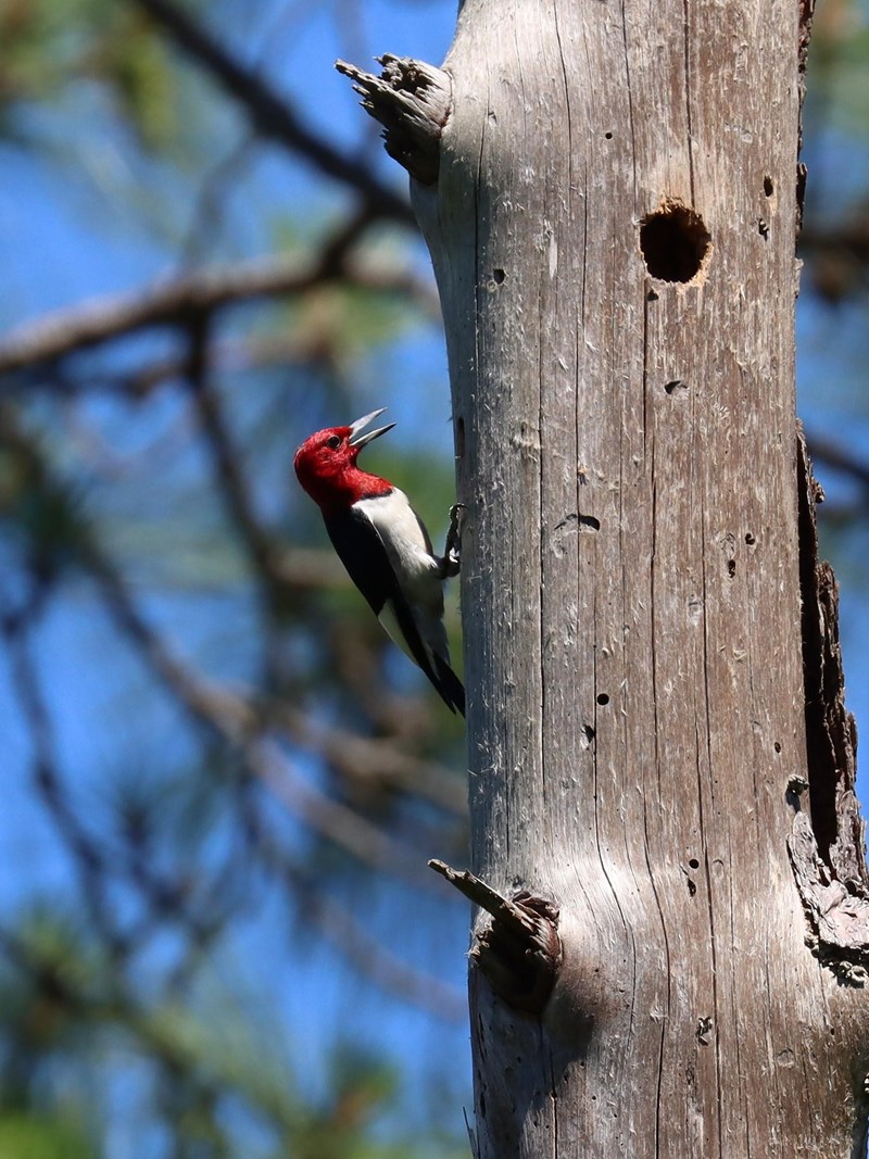 Red-Headed Woodpecker A woodpecker with bright red head clinging to a dead tree.