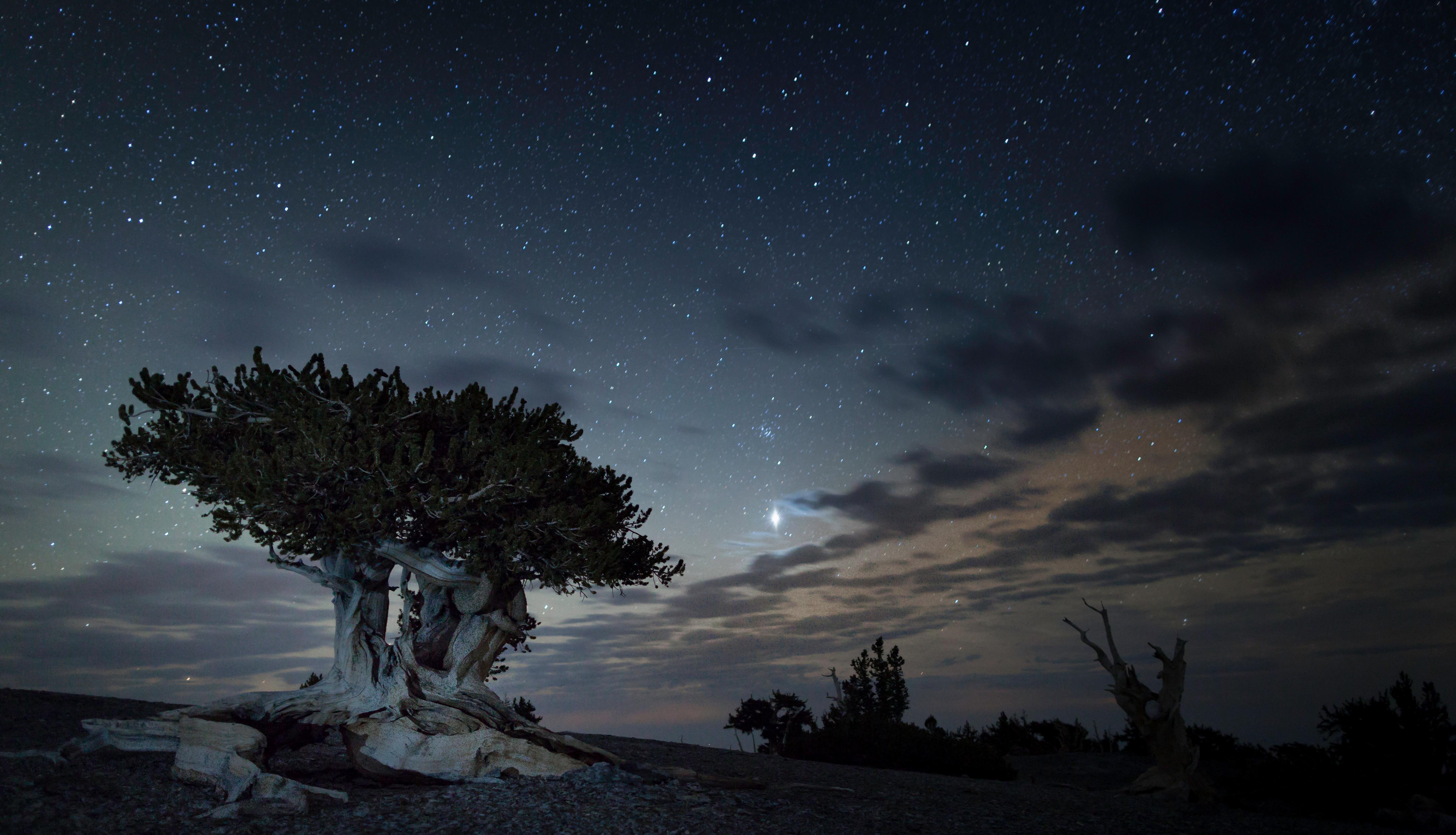 Bristlecone pine tree with a dark blue sky behind it with a bright Jupiter shining