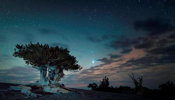 Bristlecone pine tree with a dark blue sky behind it with a bright Jupiter shining