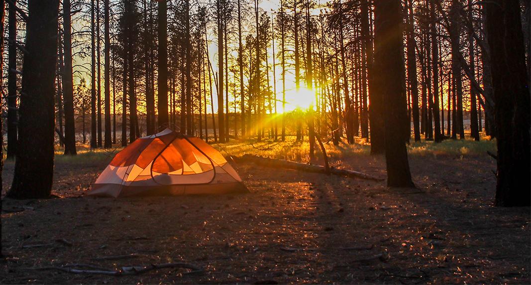 The sun sets behind a grove of ponderosa trees lighting up an orange tent with a warm glow