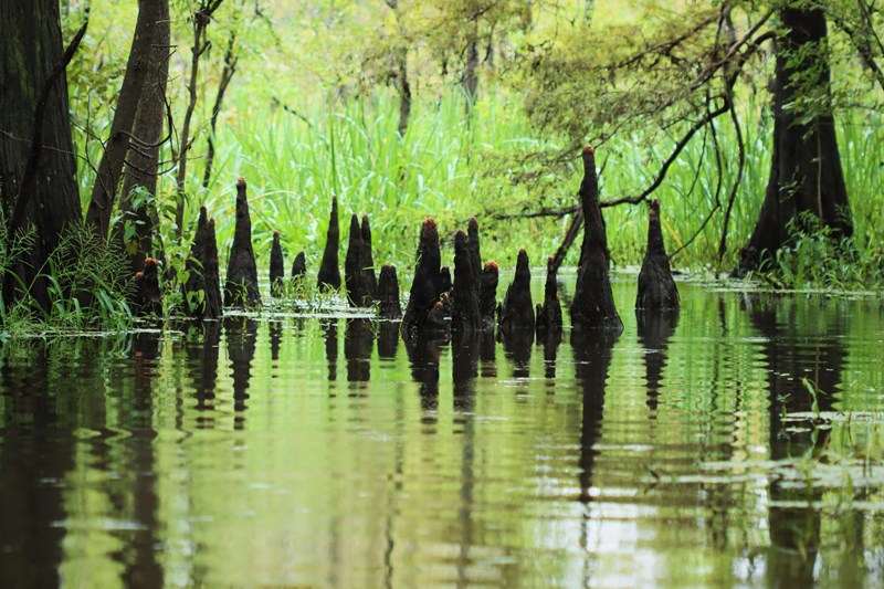 Cypress Knees Shadowy-looking cypress knees and their reflections in still water.