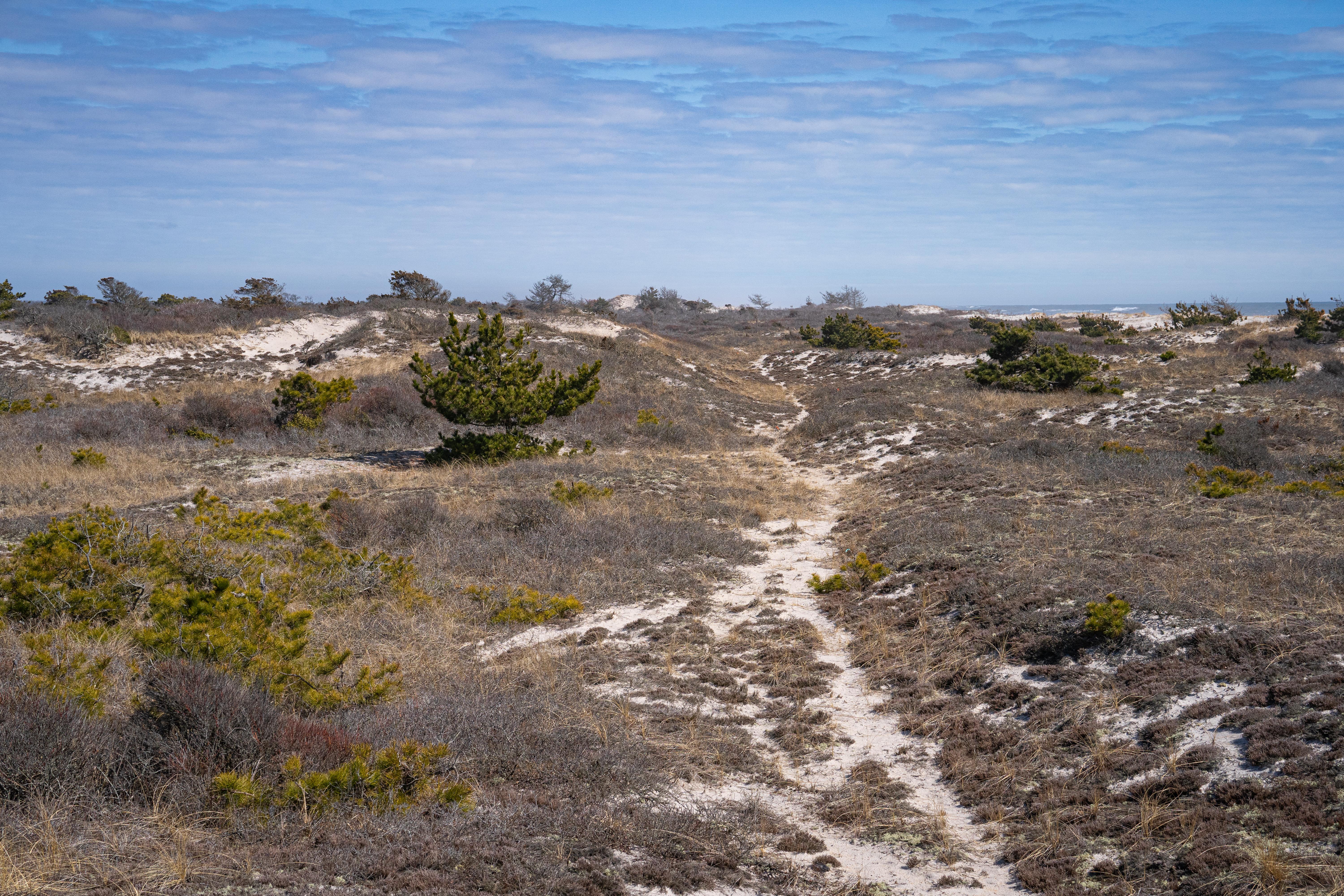 A sandy path meanders through low growing vegetation toward the horizon and blue sky.