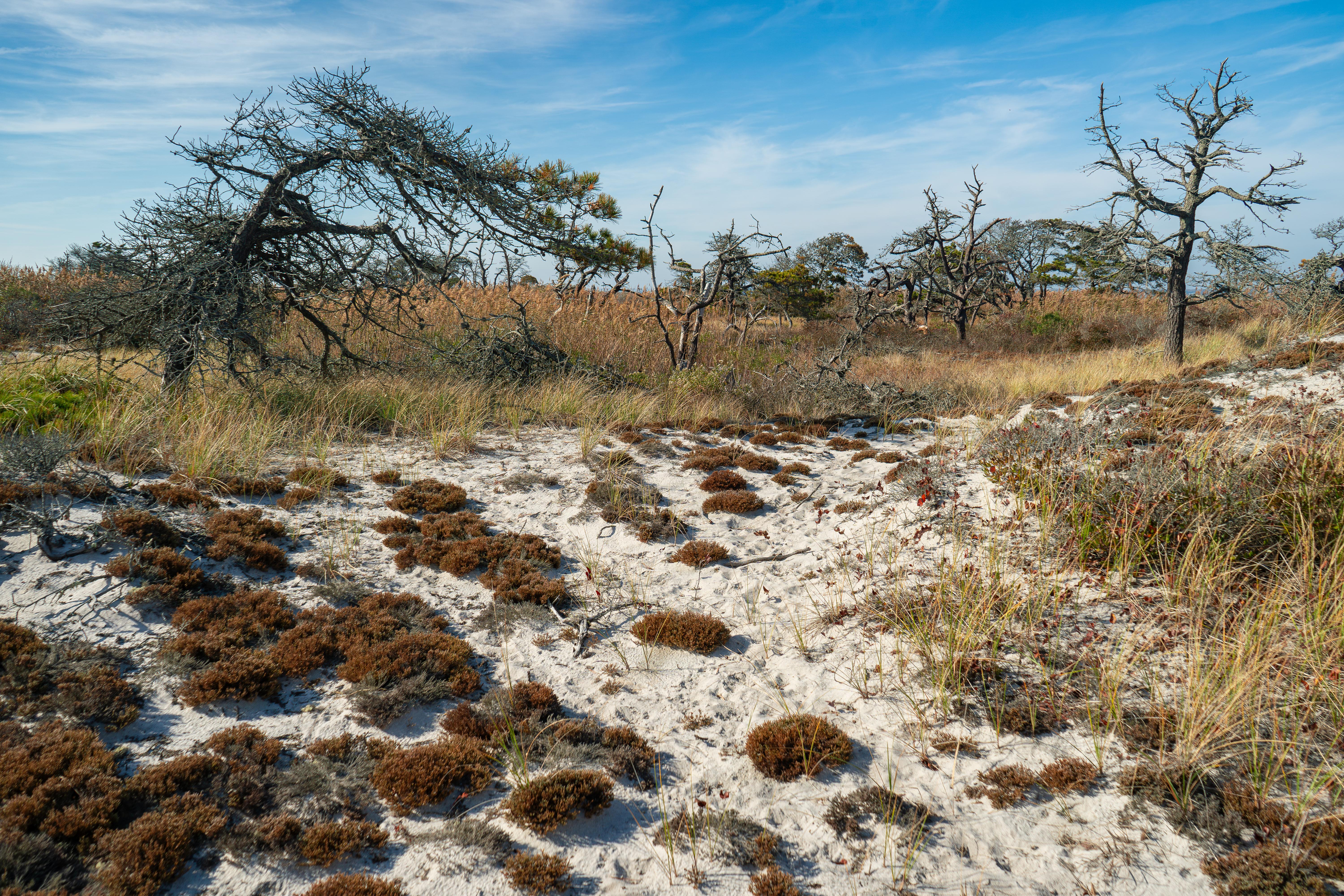 Low-growing vegetation dots a sandy area strewn with standing dead pine trees.