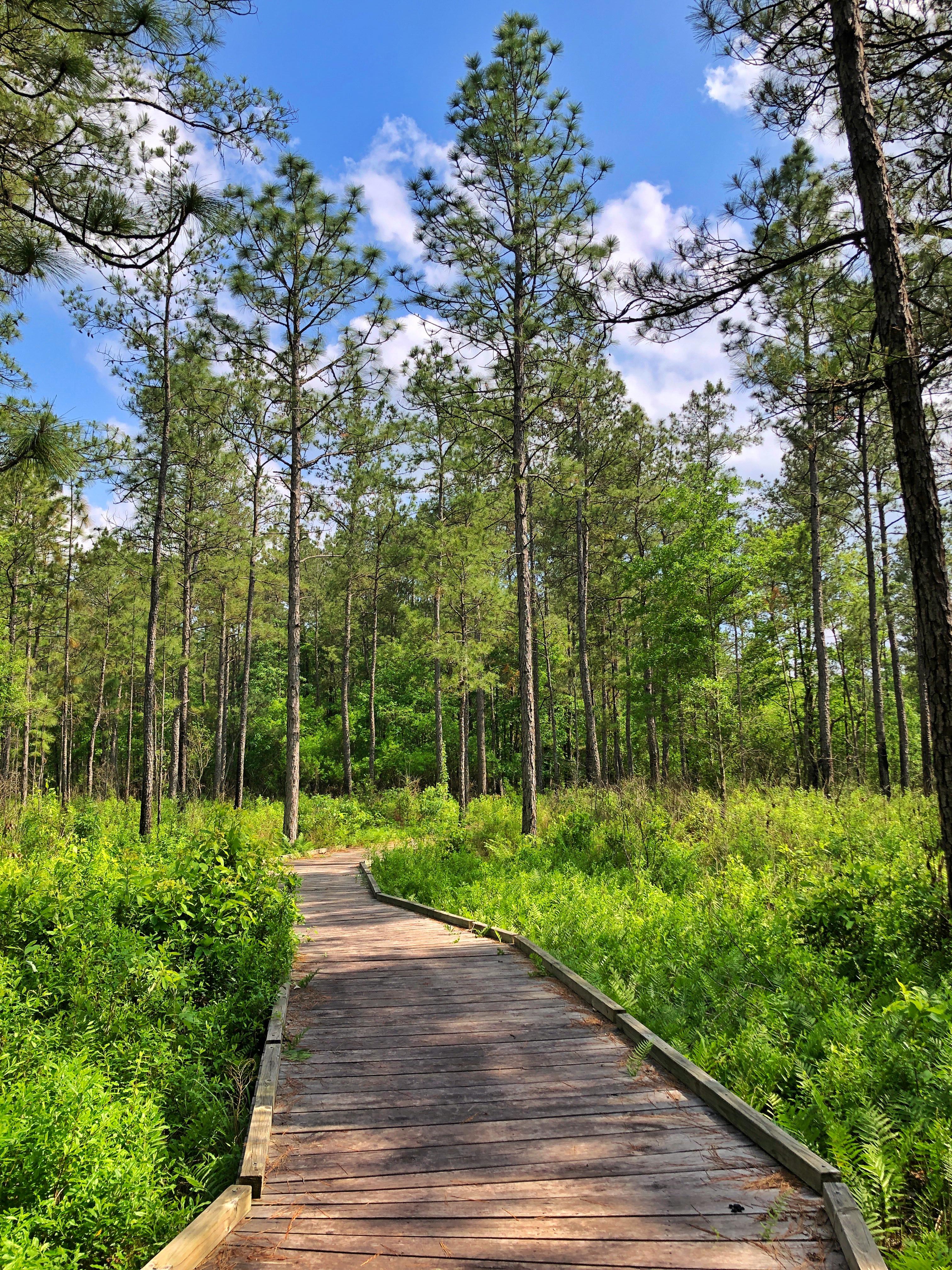 A wooden boardwalk curving through dense ferns and pines.