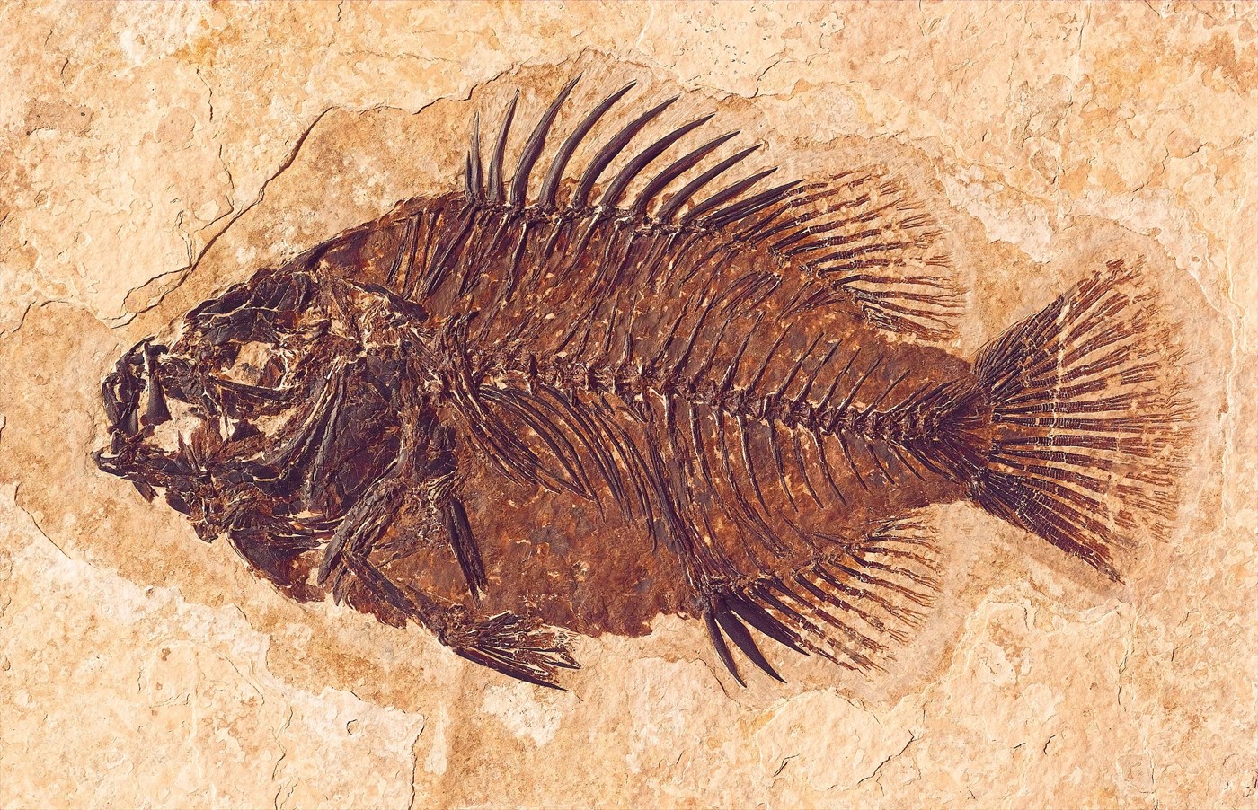 A dark brown, football-shaped fossil fish with a fan-shaped tail and spines standing up on its back.
