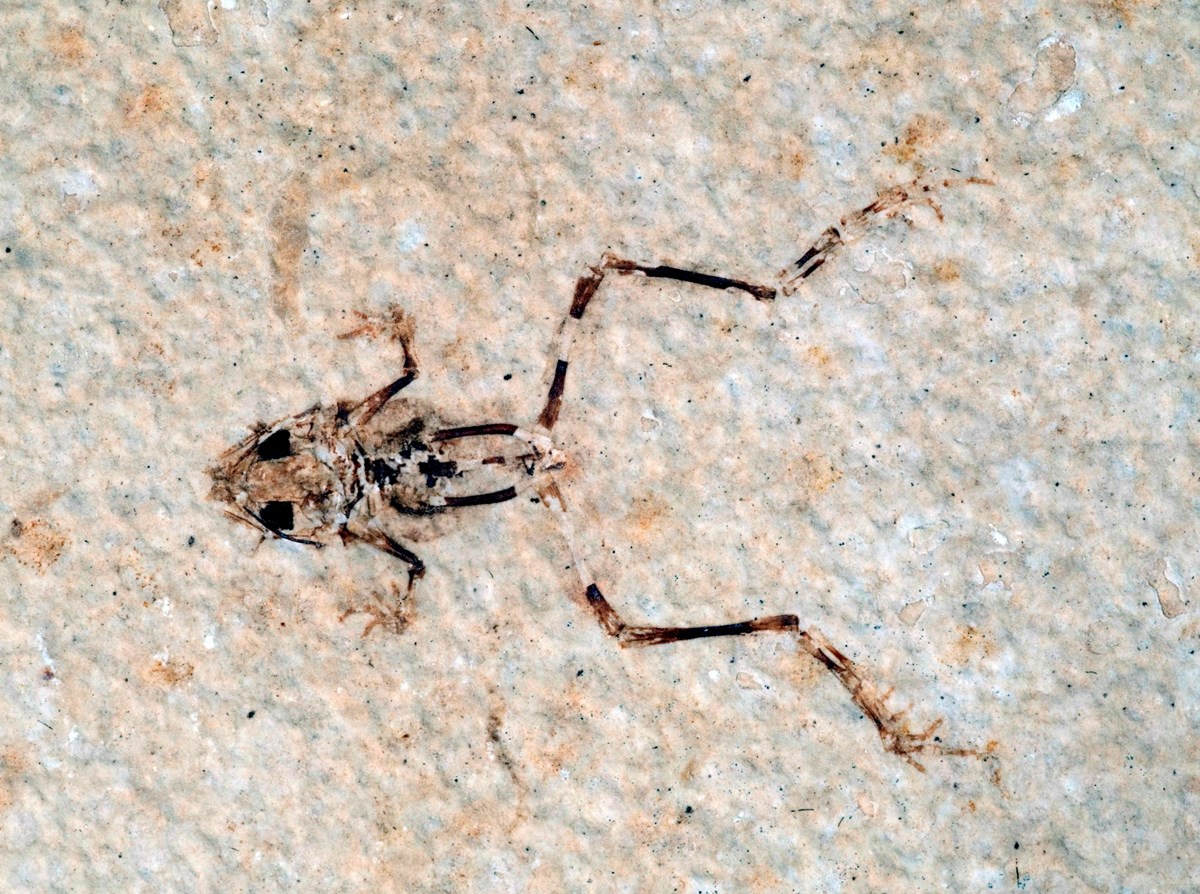 A fossil frog facing left with its back legs splayed out.