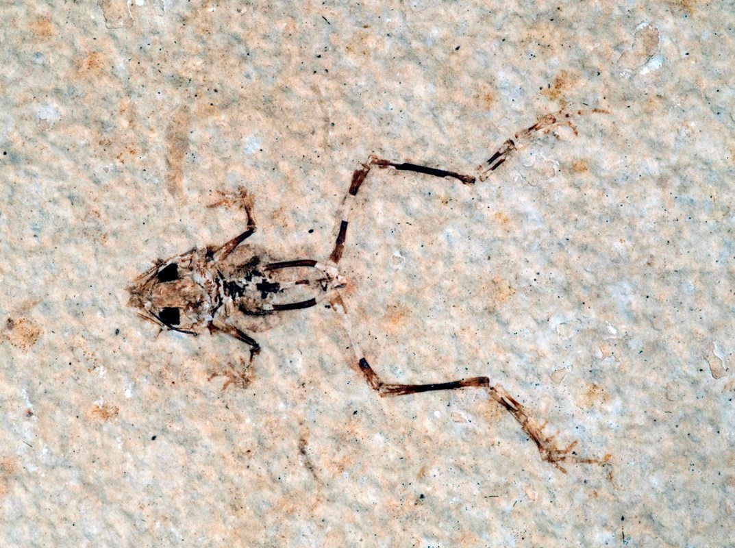 A fossil frog facing left with its back legs splayed out.
