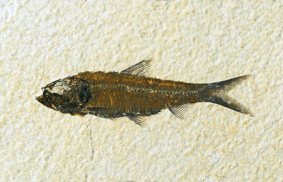 A dark brown, long, thin fossil fish with a forked tail