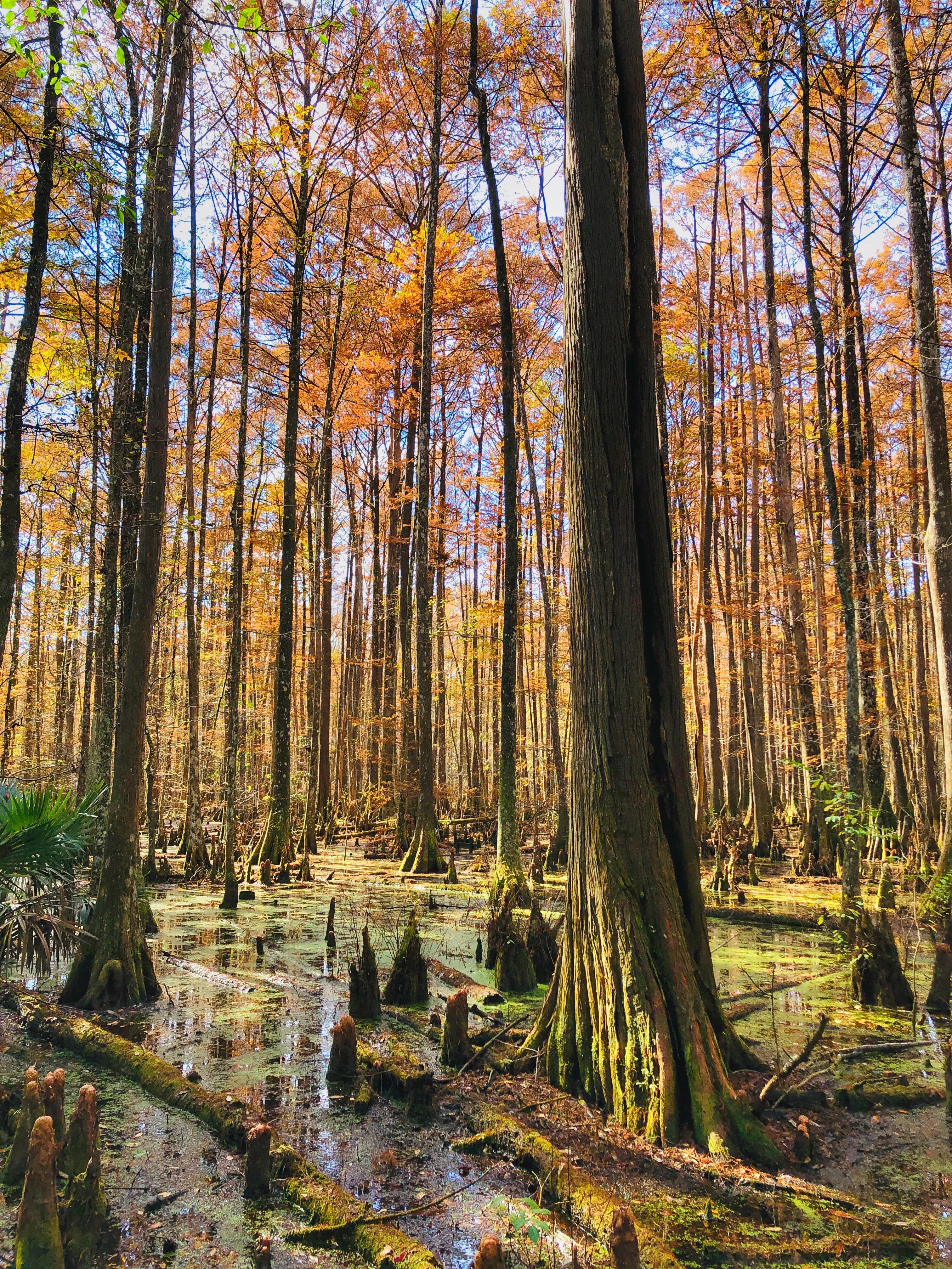 Tall trees in a swamp, displaying bright orange foliage.
