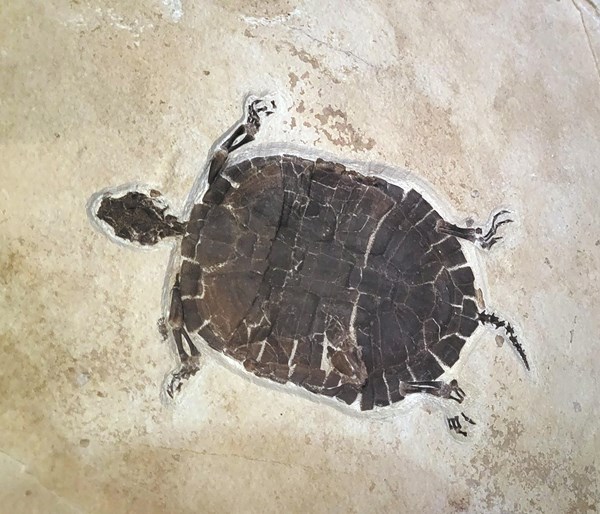 A fossil of a turtle with a short tail about the same length as the legs