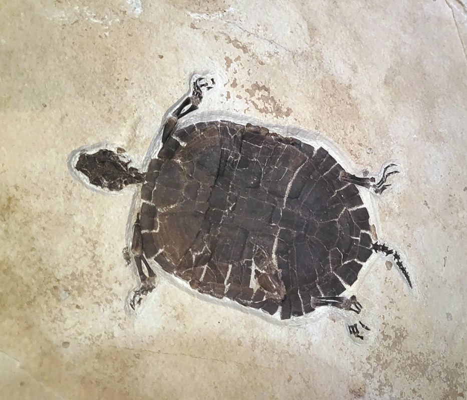 A fossil of a turtle with a short tail about the same length as the legs