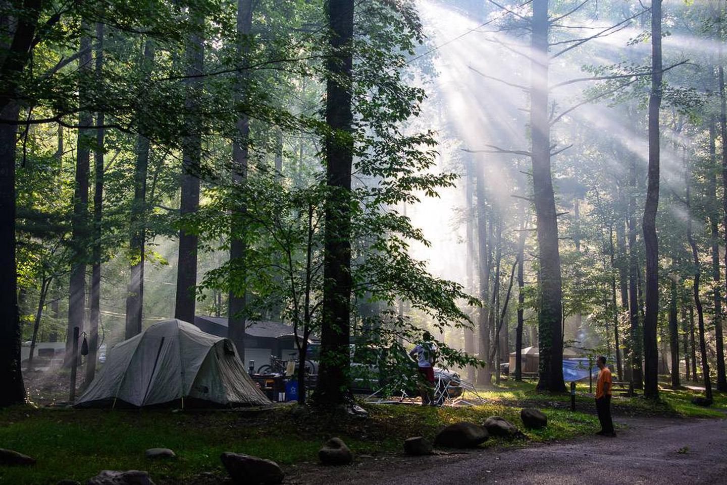 Sun shining through the forest over an occupied campsite.