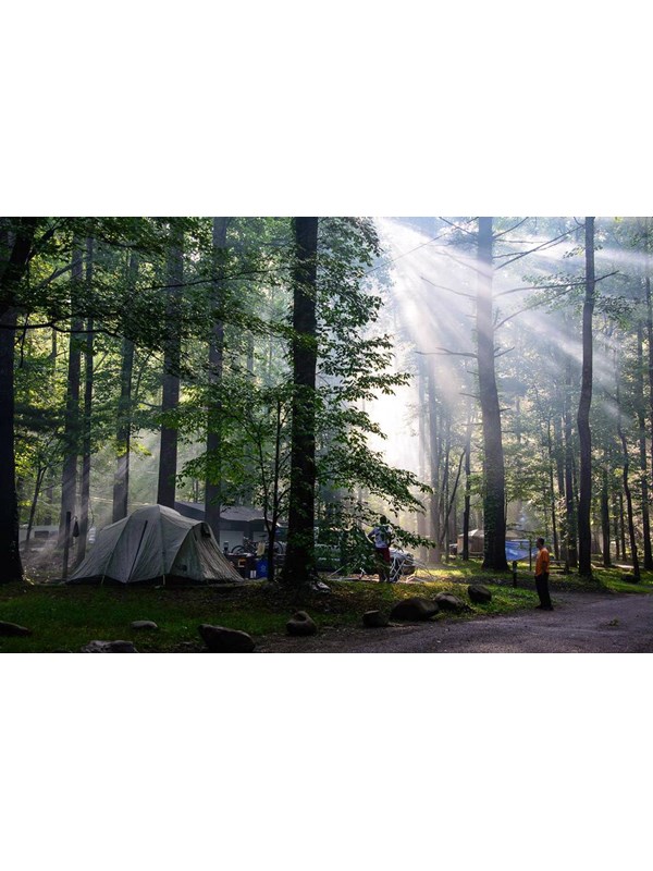 Sun shining through the forest over an occupied campsite.
