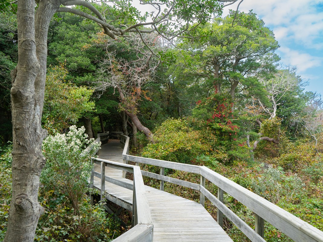 A boardwalk twists through a stand of green trees with changing fall colors of red and yellow.