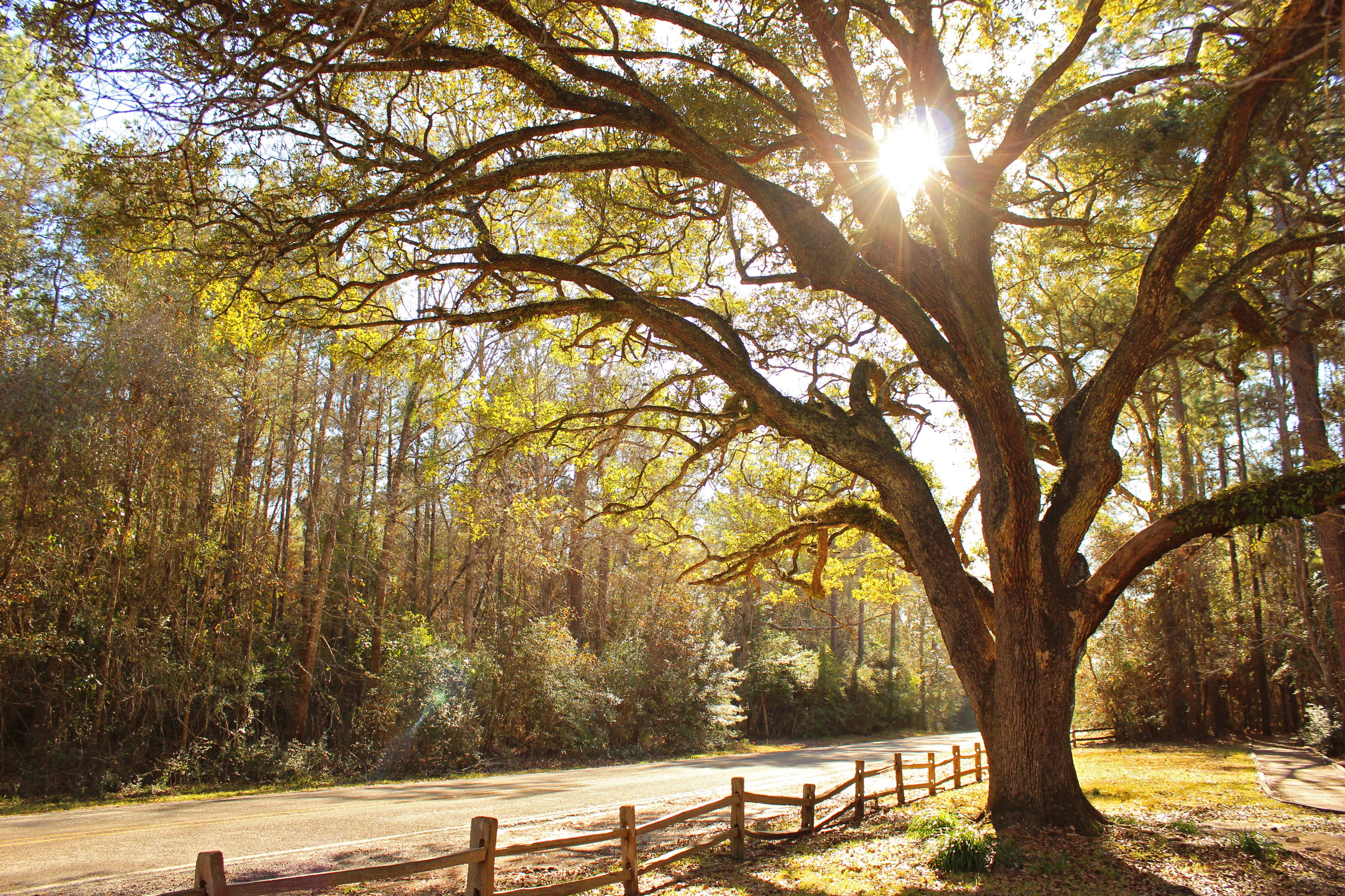 Sunlight poking through the canopy of a sprawling oak tree.