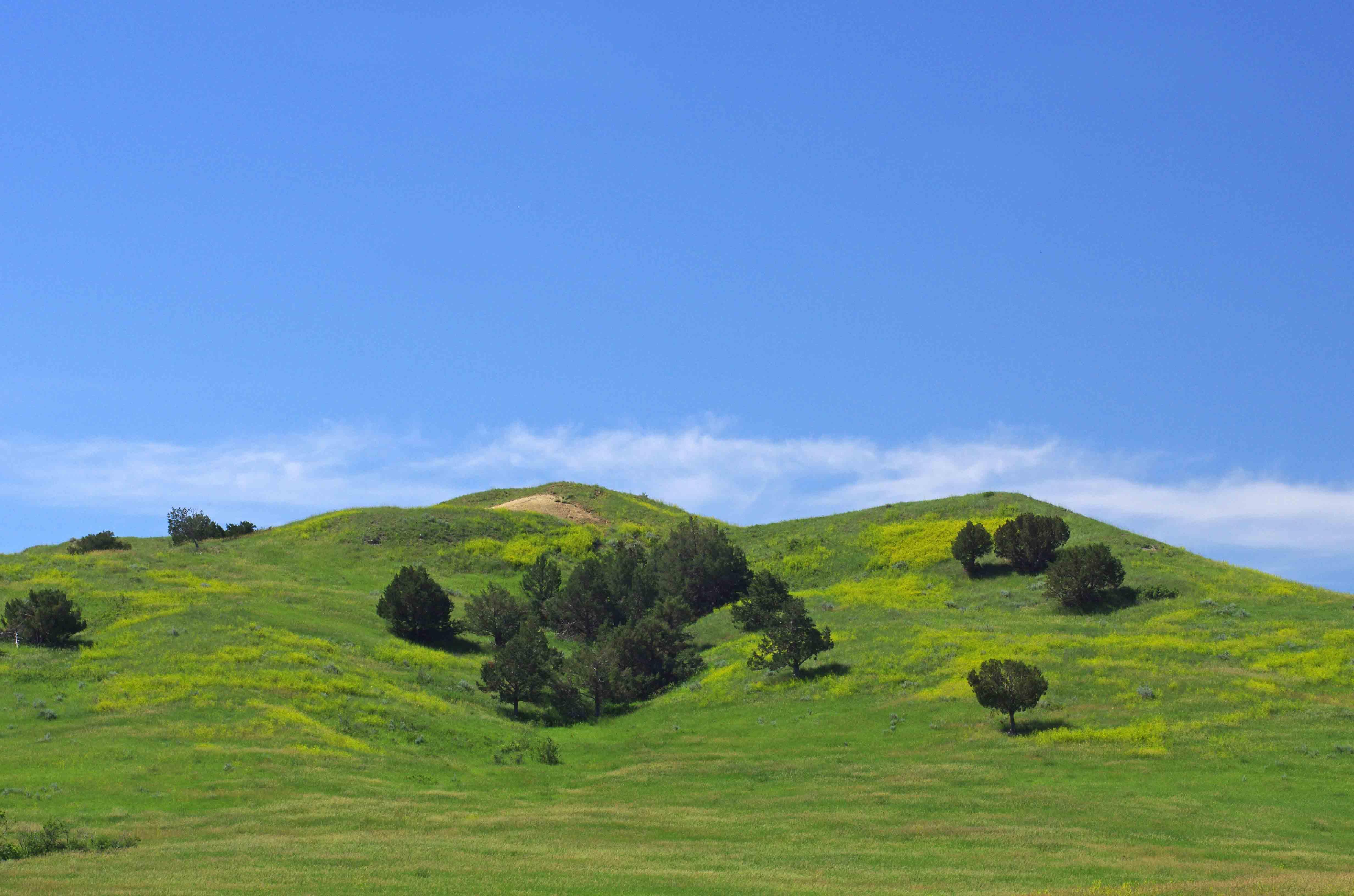 Rolling green hills of grass with juniper trees under blue sky.