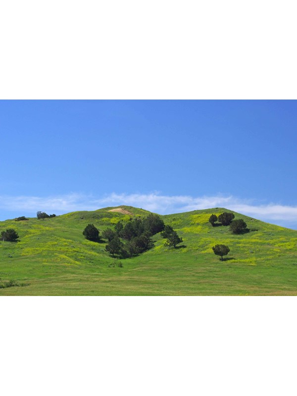 Rolling green hills of grass with juniper trees under blue sky.